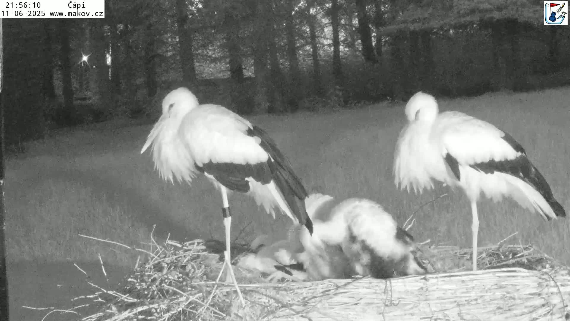 Pisek, Makov Animal Rescue Station Nest Live Cam - Cizova, Pisek, Juhočeský Kraj (South Bohemian), Czechia