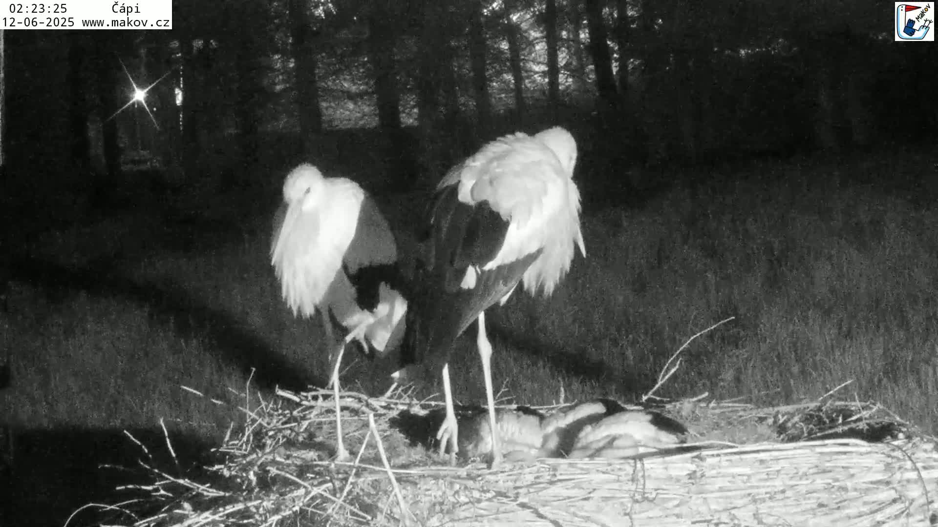 Pisek, Makov Animal Rescue Station Nest Live Cam - Cizova, Pisek, Juhočeský Kraj (South Bohemian), Czechia