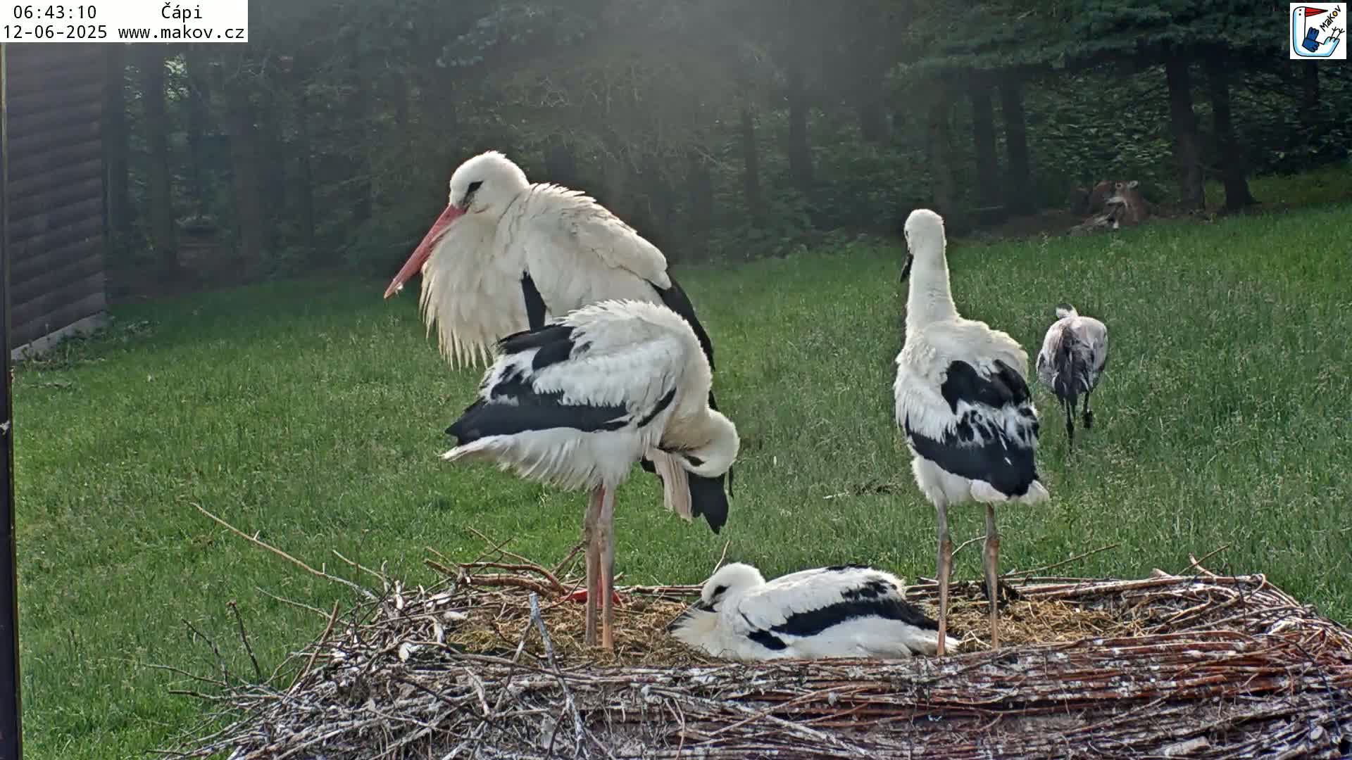 Pisek, Makov Animal Rescue Station Nest Live Cam - Cizova, Pisek, Juhočeský Kraj (South Bohemian), Czechia