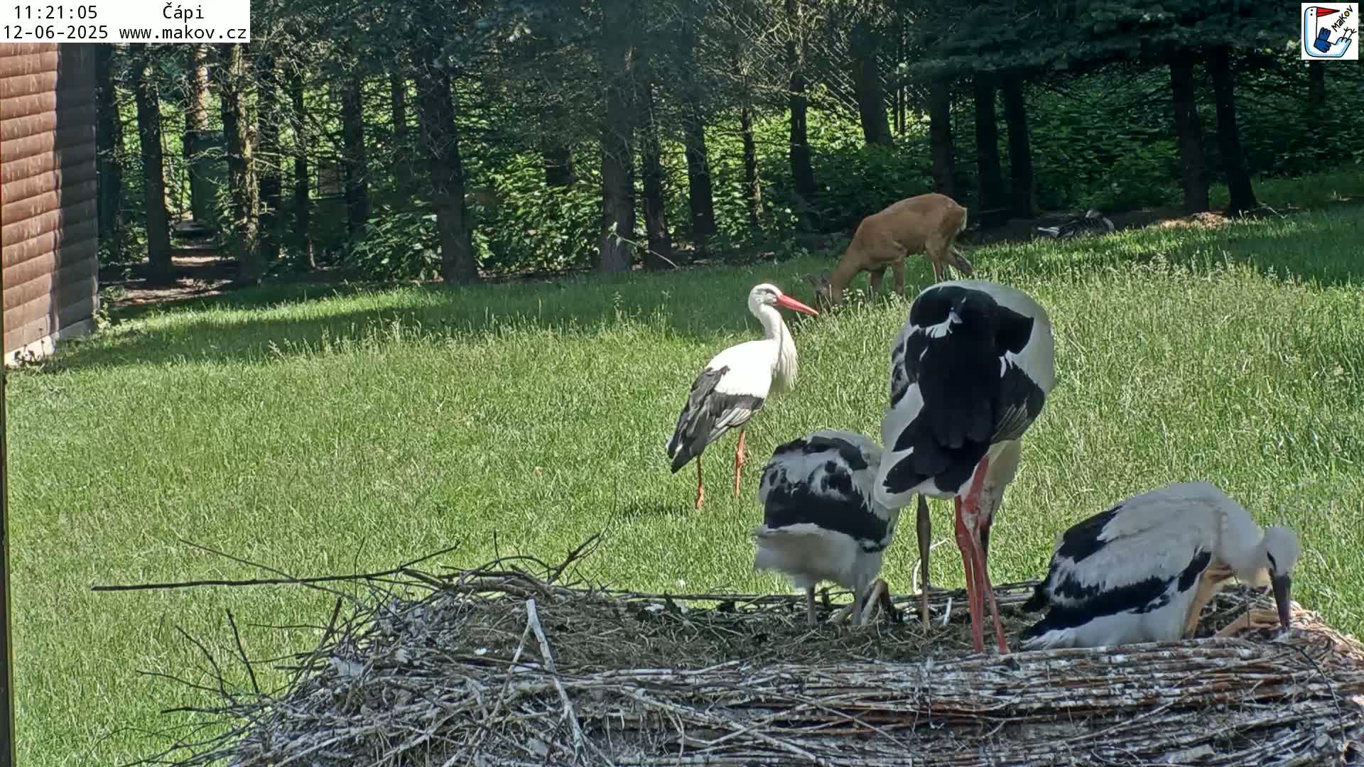 Three storks stand near a large nest in a sunny grassy area next to a wooded area, with a deer visible in the background.