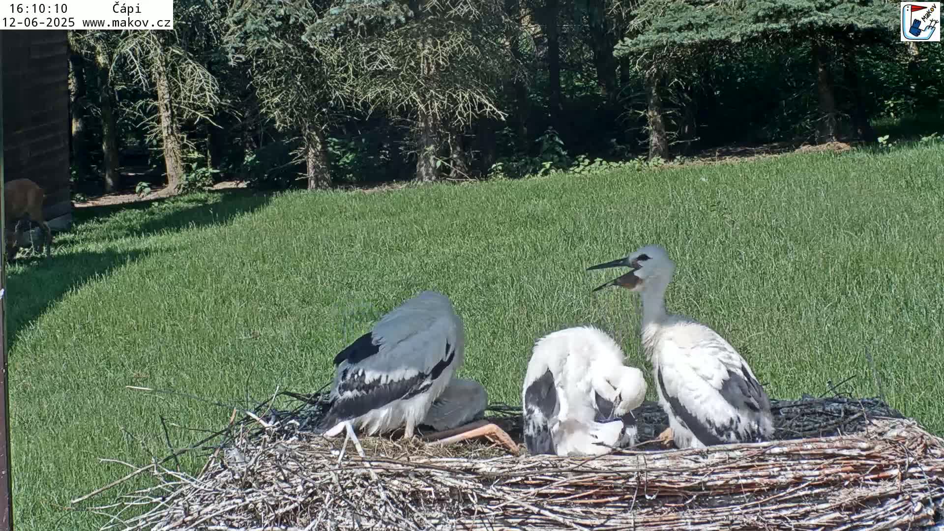 Two adult storks and a stork chick are in a large nest situated in a grassy area on a sunny day, near a wooded area.