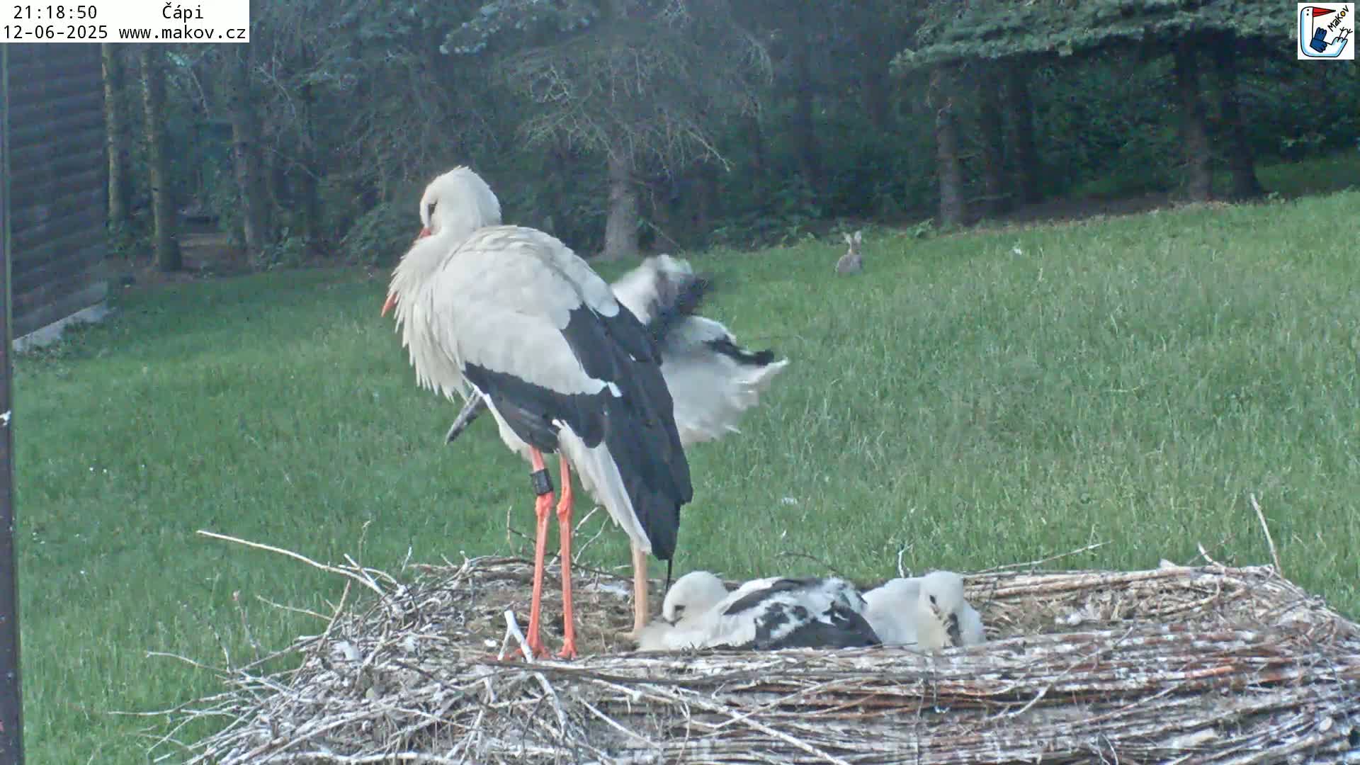 Pisek, Makov Animal Rescue Station Nest Live Cam - Cizova, Pisek, Juhočeský Kraj (South Bohemian), Czechia