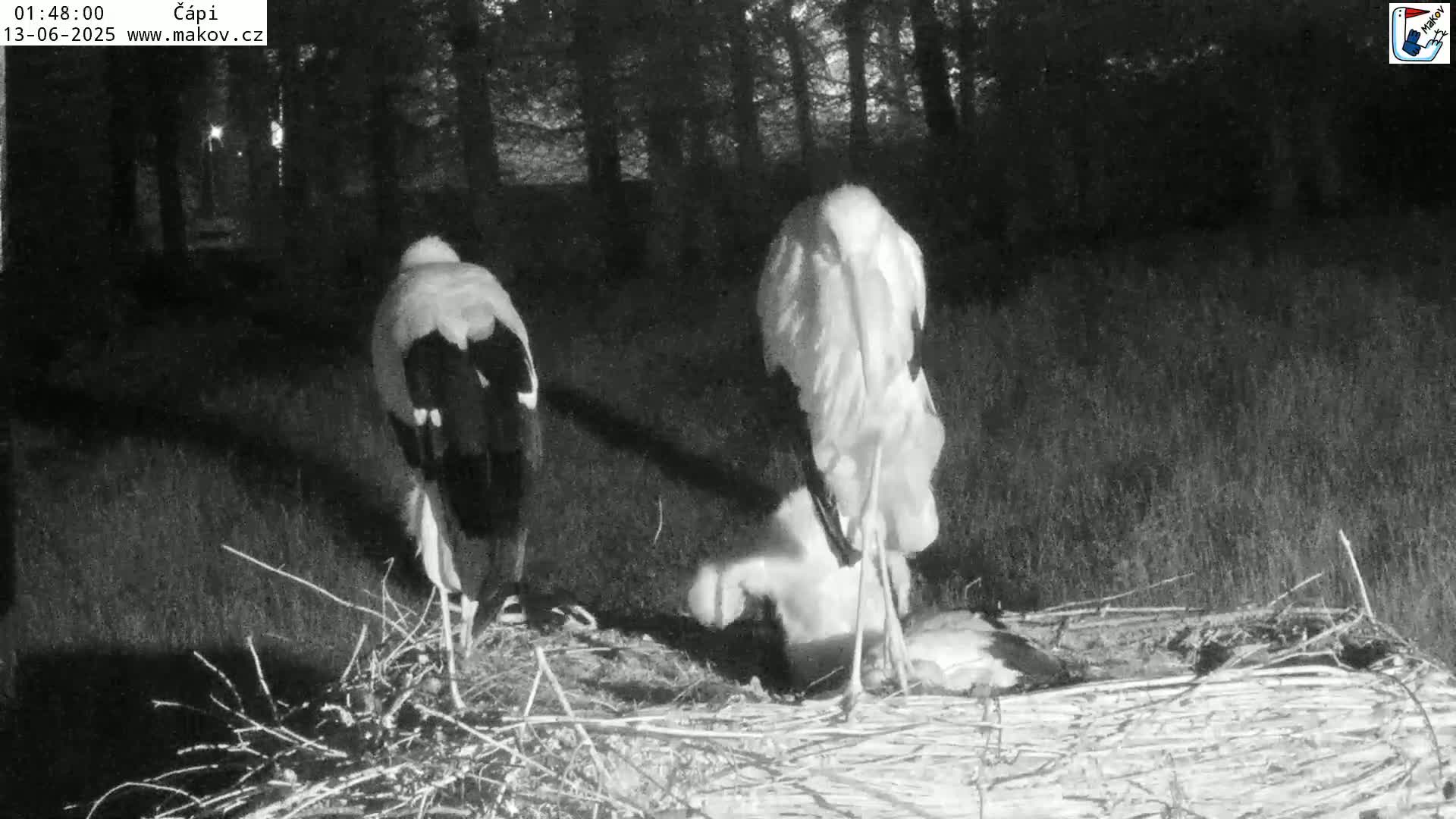 Pisek, Makov Animal Rescue Station Nest Live Cam - Cizova, Pisek, Juhočeský Kraj (South Bohemian), Czechia