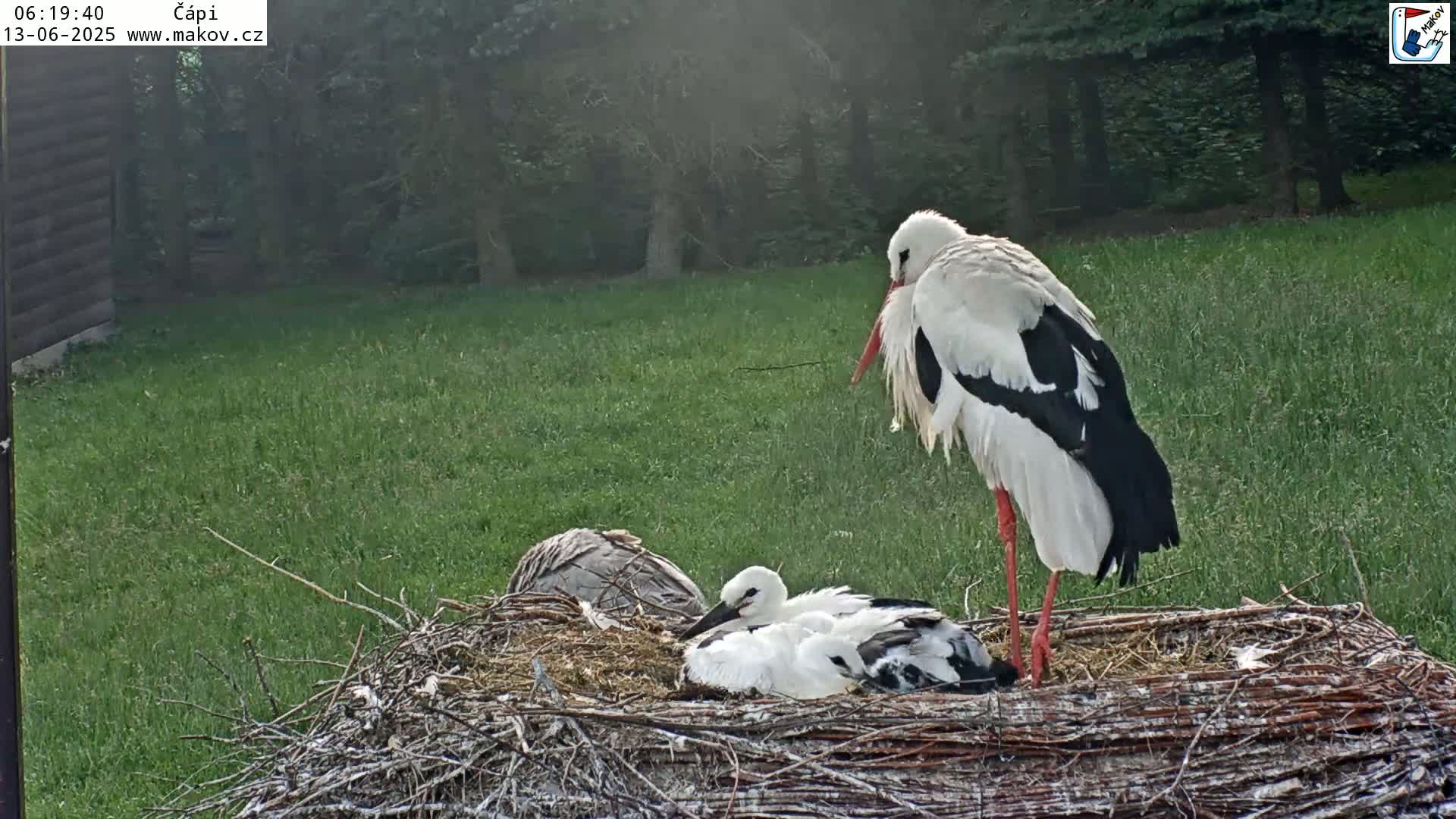 Pisek, Makov Animal Rescue Station Nest Live Cam - Cizova, Pisek, Juhočeský Kraj (South Bohemian), Czechia