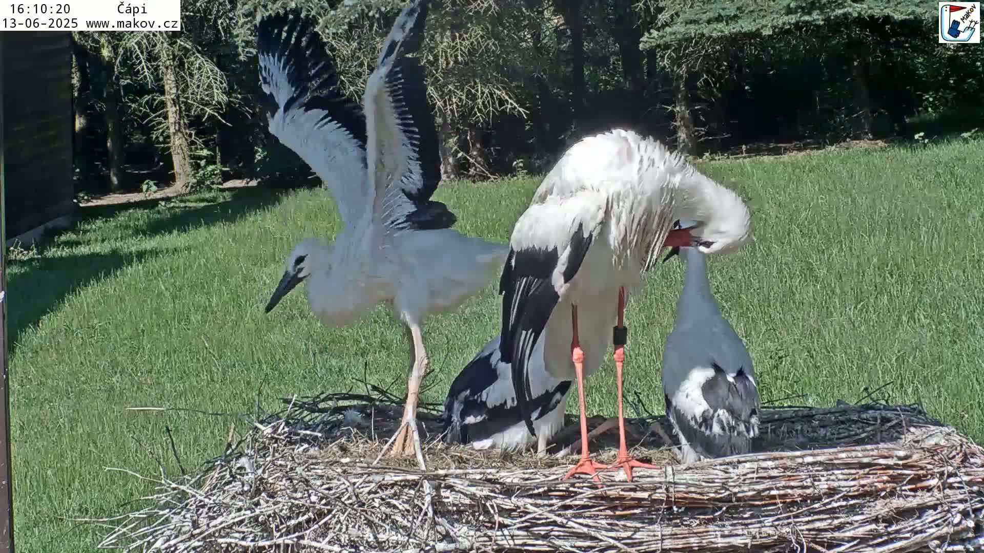 Three white storks with black wingtips are on a nest in a grassy area on a sunny day.