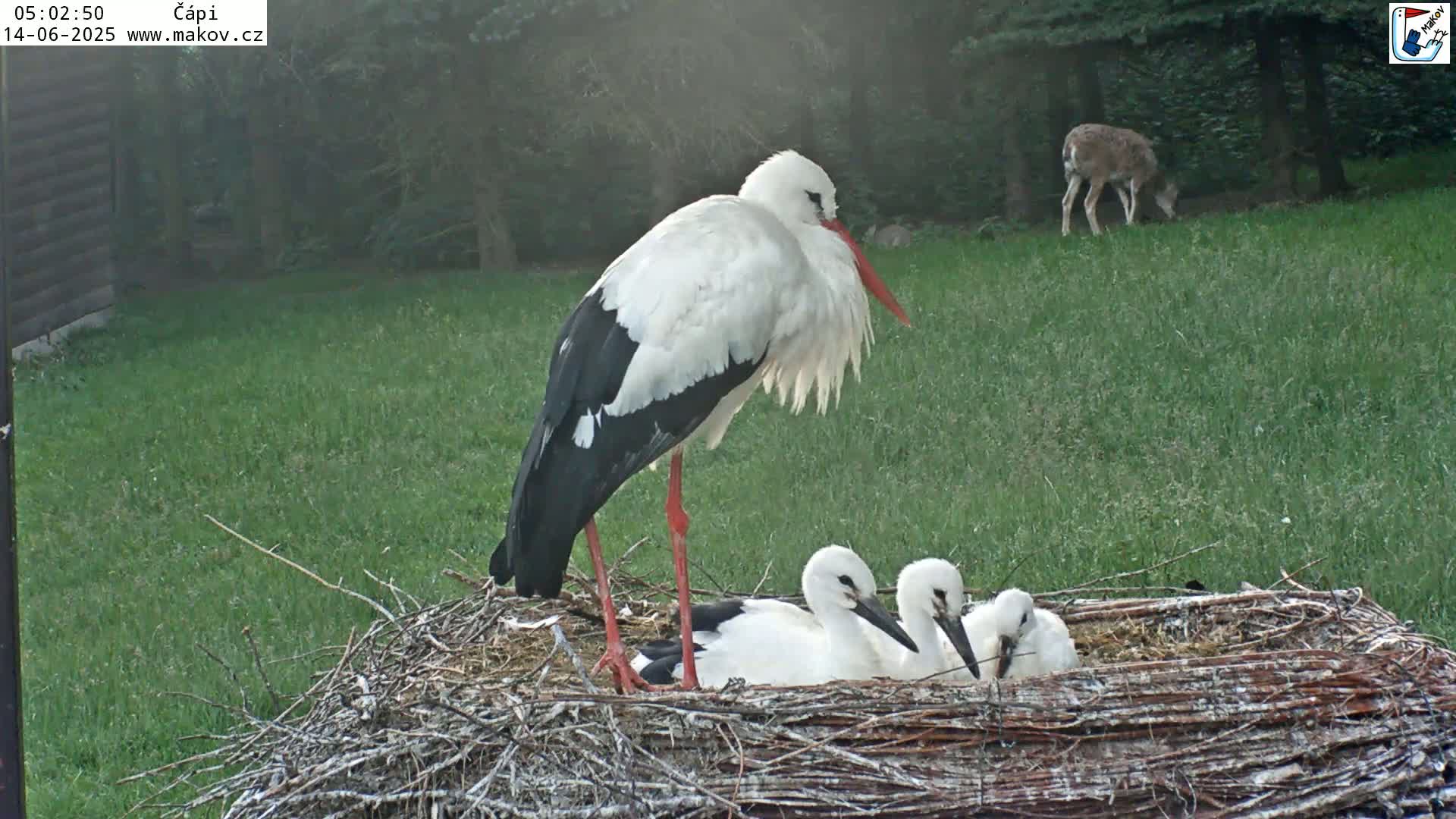 Pisek, Makov Animal Rescue Station Nest Live Cam - Cizova, Pisek, Juhočeský Kraj (South Bohemian), Czechia