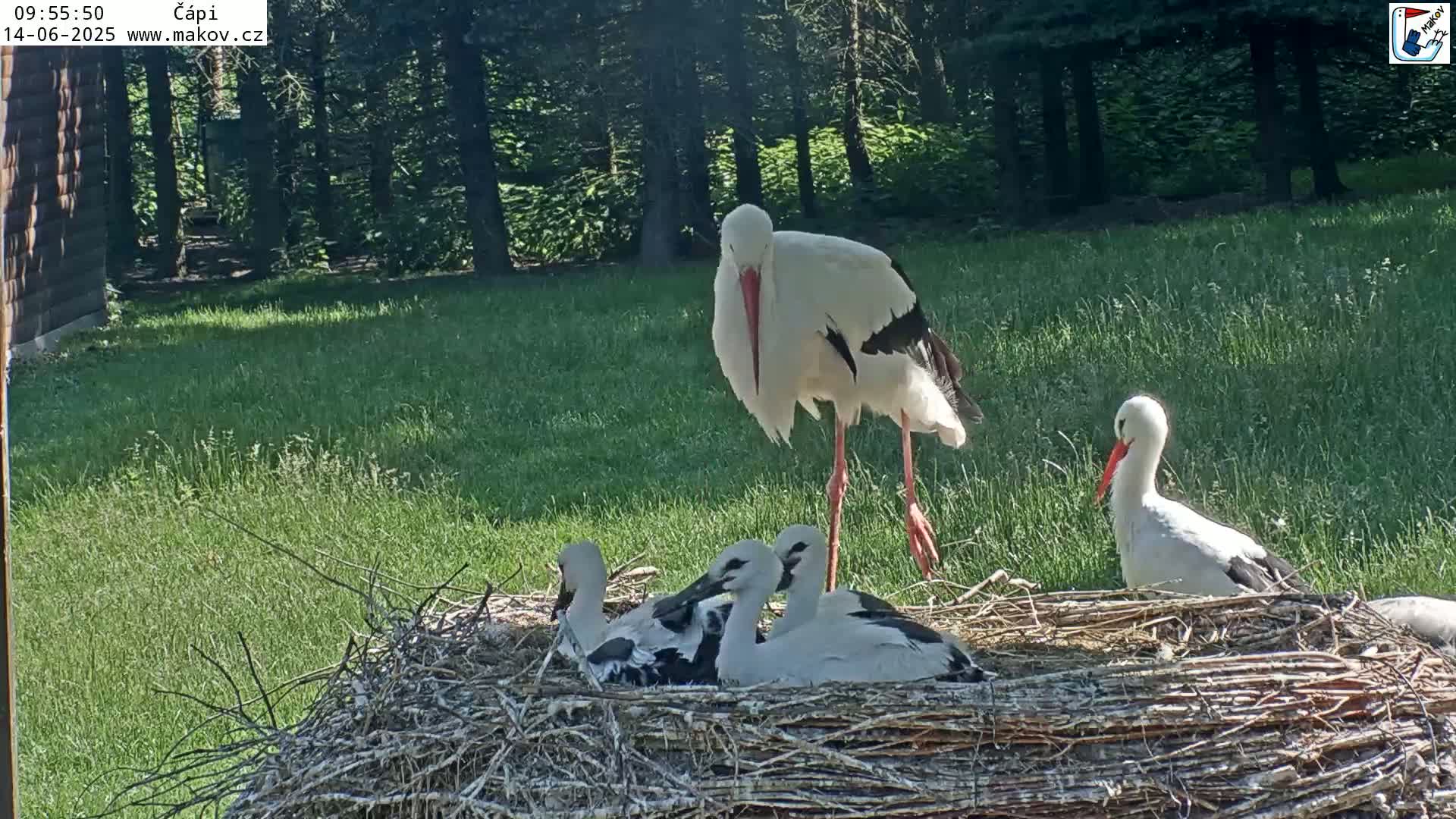A white stork stands near a large nest containing three stork chicks, all situated in a grassy area next to a wooded area on a sunny day.
