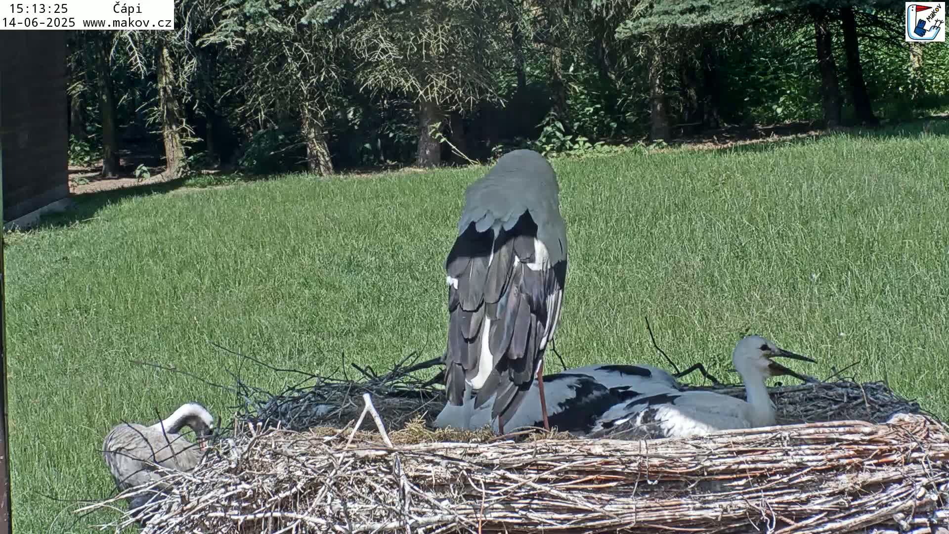 A large stork sits in a nest with two smaller storks, all in a grassy area next to a wooded area on a sunny day.