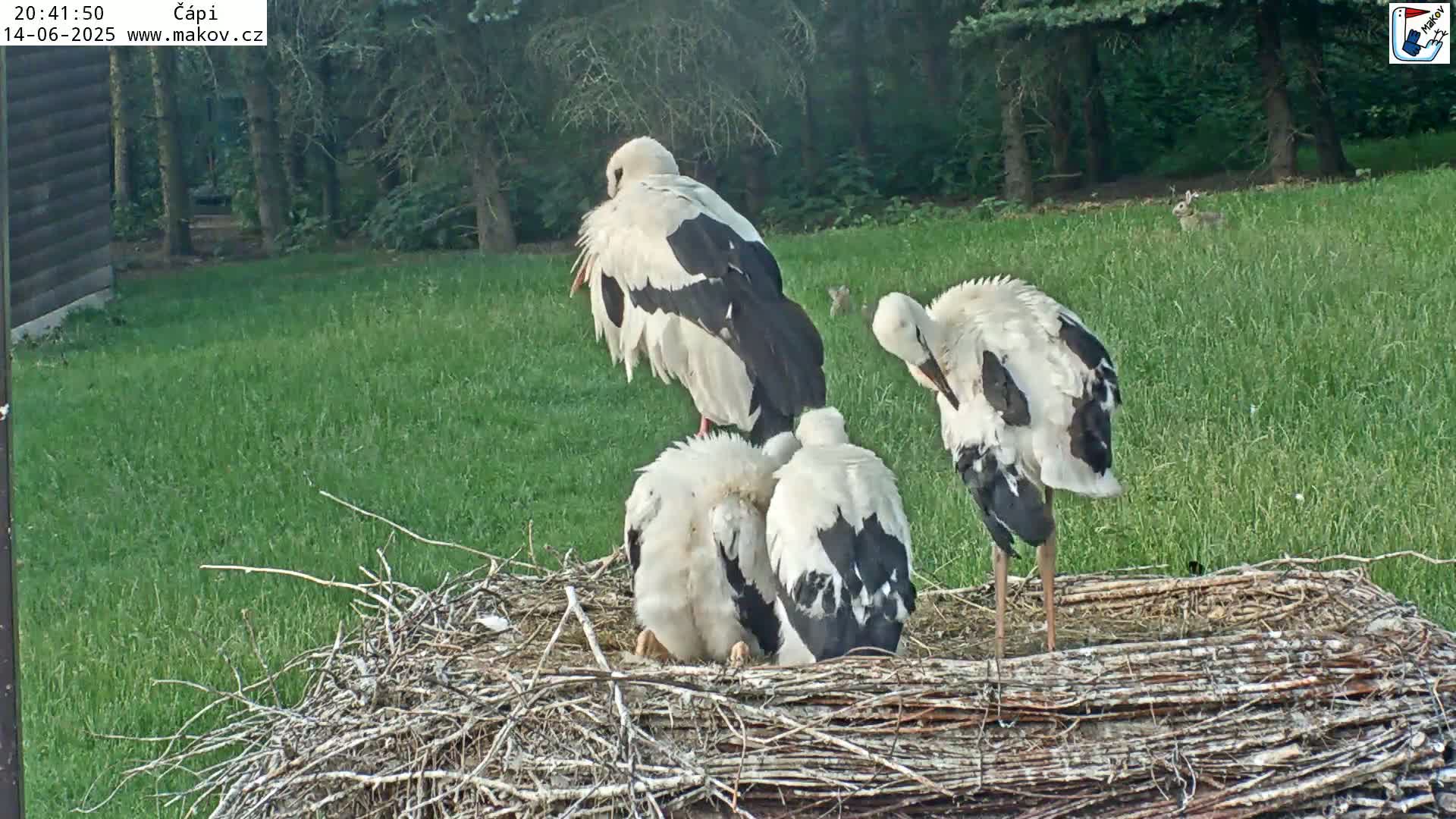 A large stork sits in a nest with two smaller storks, all in a grassy area next to a wooded area on a sunny day.