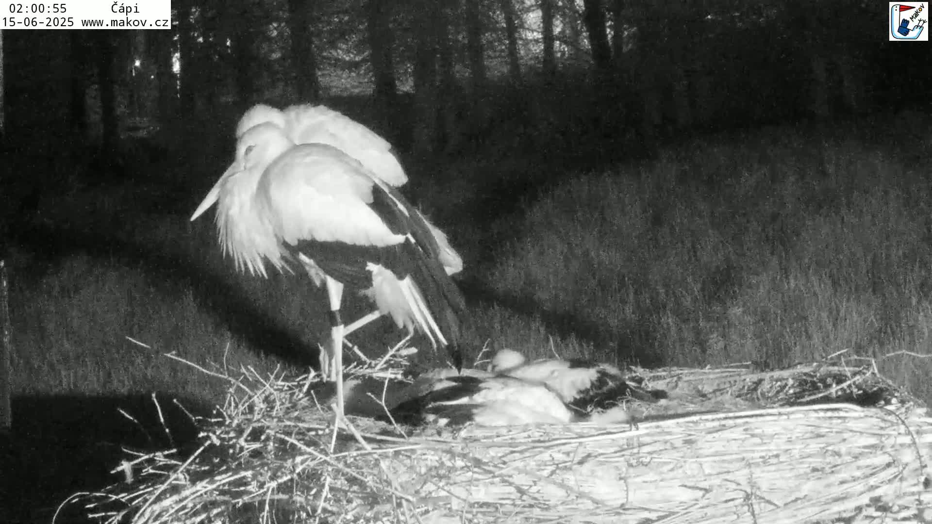 Pisek, Makov Animal Rescue Station Nest Live Cam - Cizova, Pisek, Juhočeský Kraj (South Bohemian), Czechia