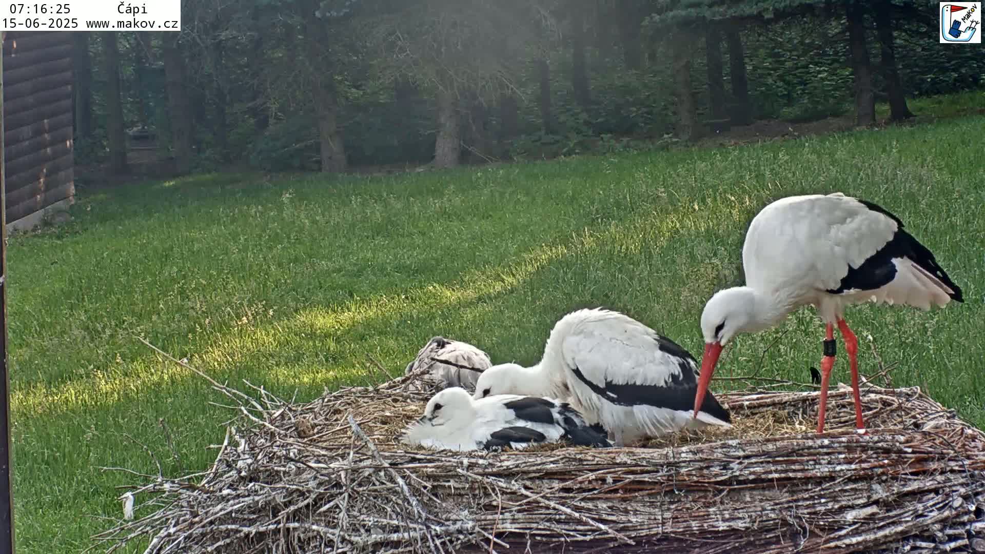 Pisek, Makov Animal Rescue Station Nest Live Cam - Cizova, Pisek, Juhočeský Kraj (South Bohemian), Czechia