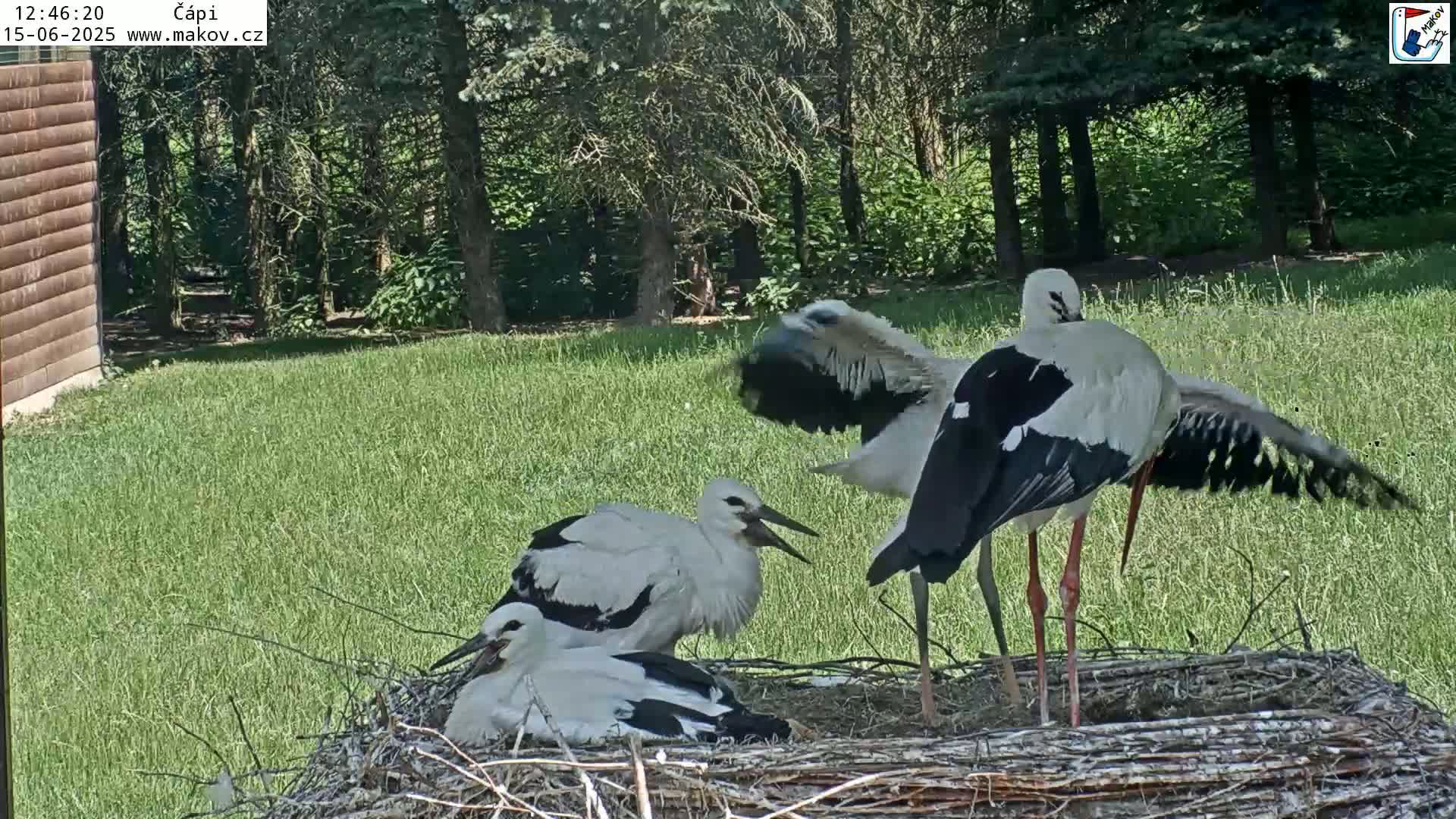 Three adult white storks and one young stork are in a nest on a grassy lawn on a sunny day.