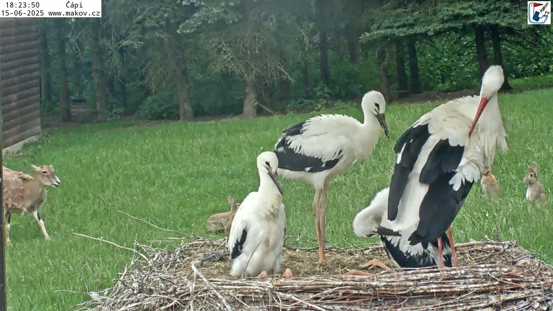 Three adult storks and two young storks are standing in a nest on a grassy area near a wooded area, with a small deer and two rabbits visible in the background.