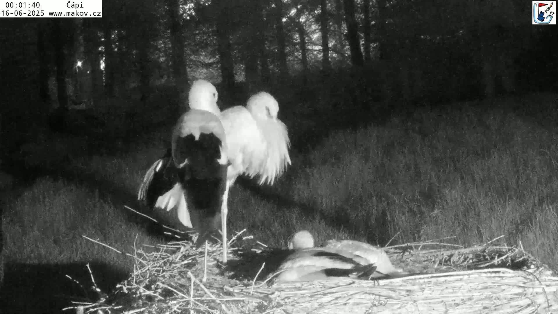 Pisek, Makov Animal Rescue Station Nest Live Cam - Cizova, Pisek, Juhočeský Kraj (South Bohemian), Czechia