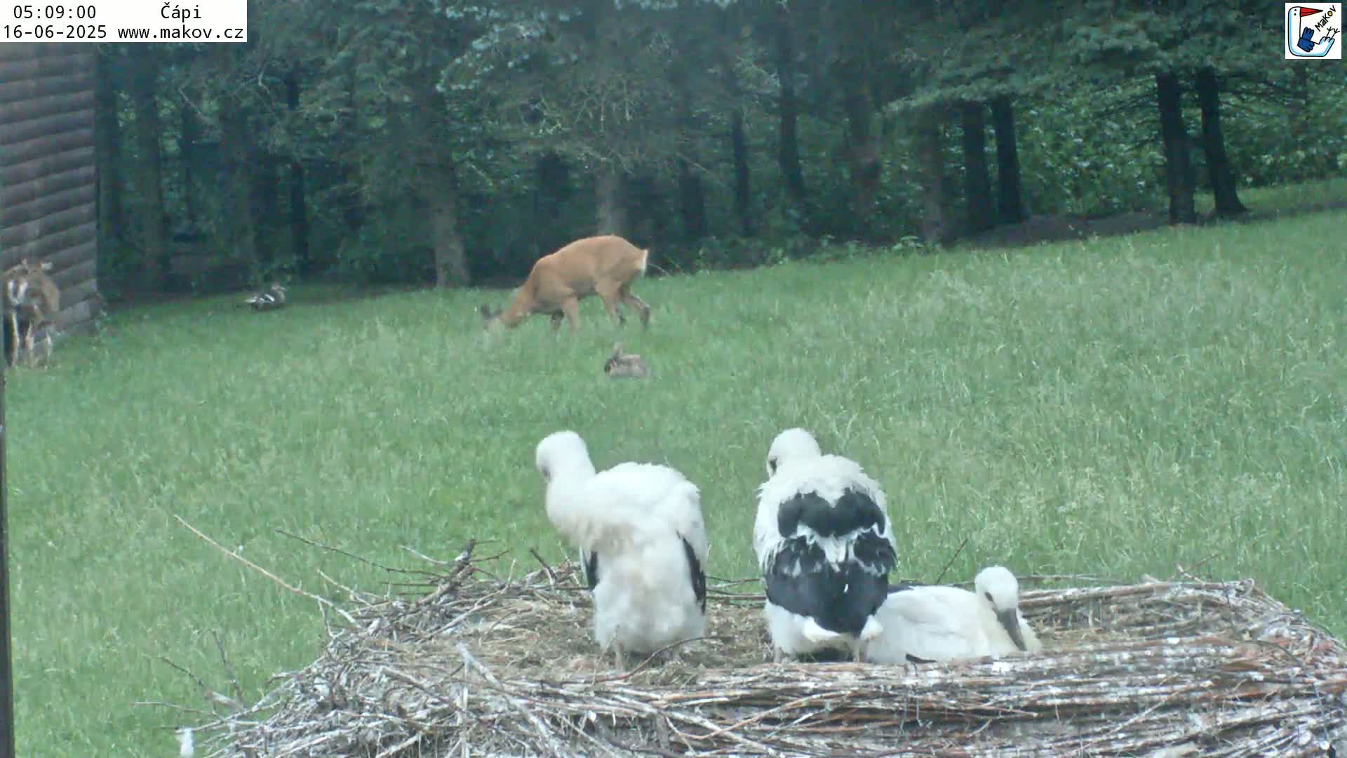Pisek, Makov Animal Rescue Station Nest Live Cam - Cizova, Pisek, Juhočeský Kraj (South Bohemian), Czechia