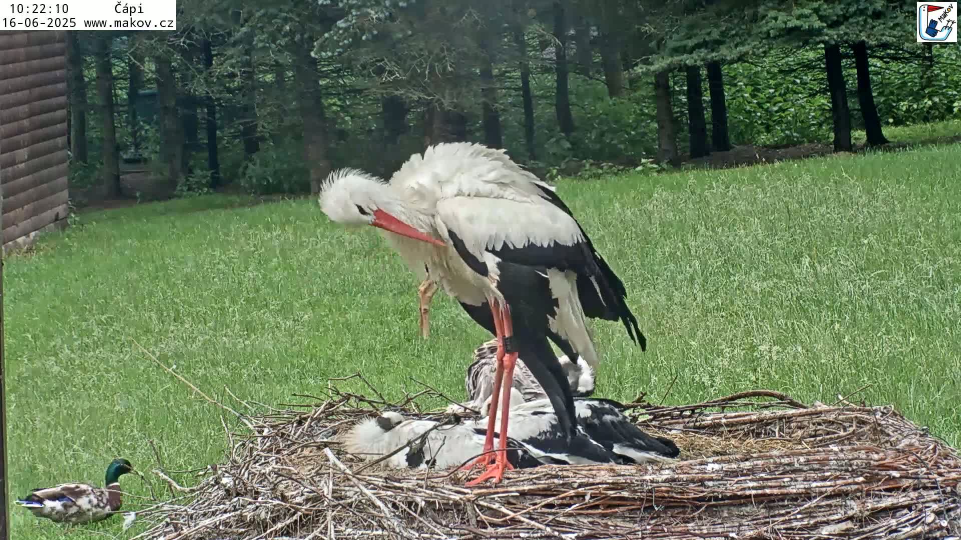 A white stork stands over its nest, preening itself, while other storks are nestled within the nest in a grassy area near a wooded border, with a duck visible nearby.