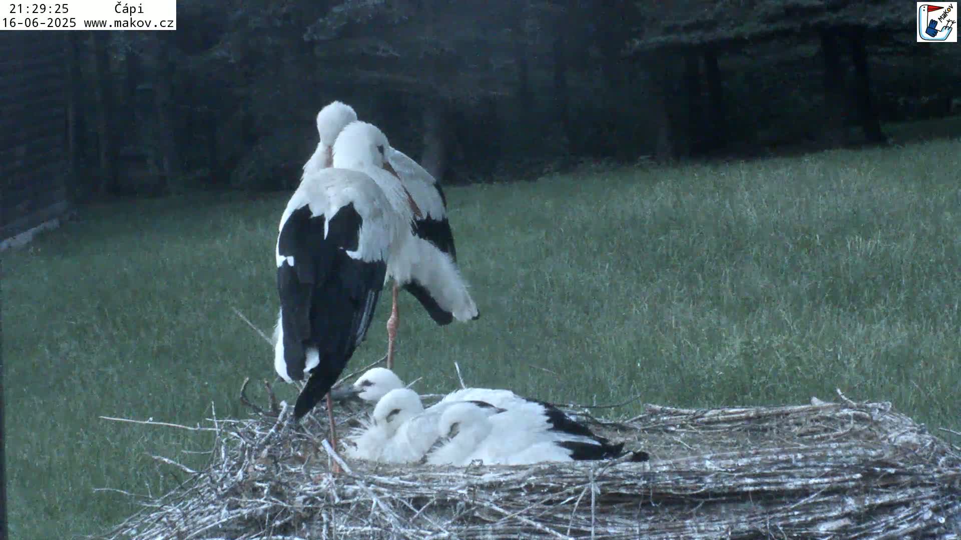 Pisek, Makov Animal Rescue Station Nest Live Cam - Cizova, Pisek, Juhočeský Kraj (South Bohemian), Czechia