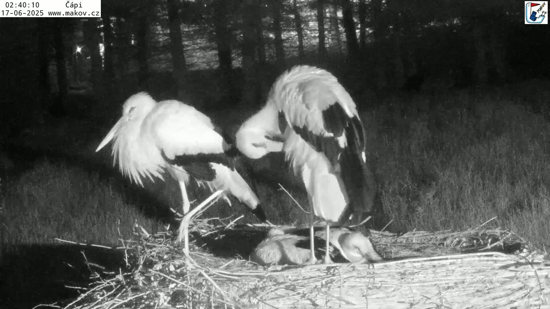 Pisek, Makov Animal Rescue Station Nest Live Cam - Cizova, Pisek, Juhočeský Kraj (South Bohemian), Czechia