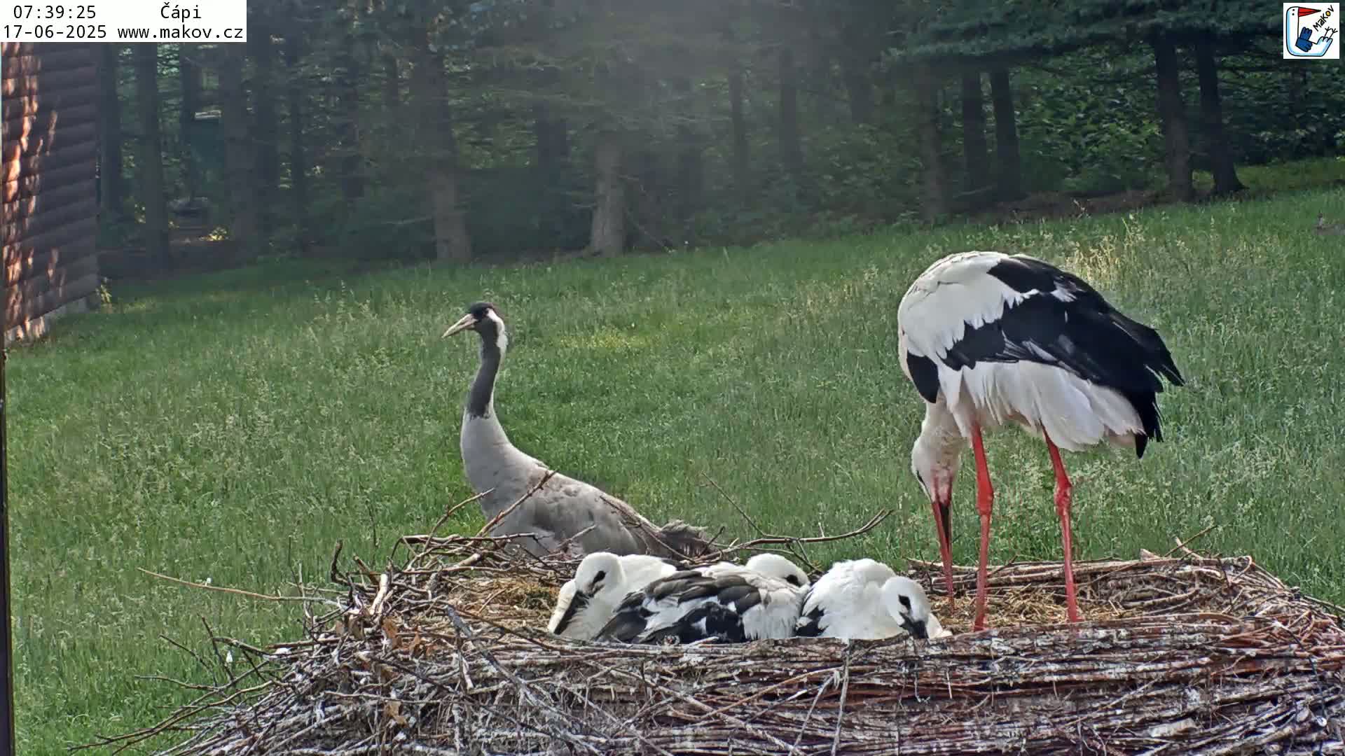 Pisek, Makov Animal Rescue Station Nest Live Cam - Cizova, Pisek, Juhočeský Kraj (South Bohemian), Czechia