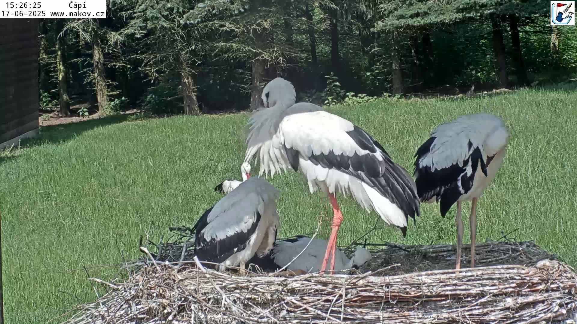 Three white storks, with black-tipped wings, stand in a large nest on a grassy lawn next to a wooded area on a sunny day.