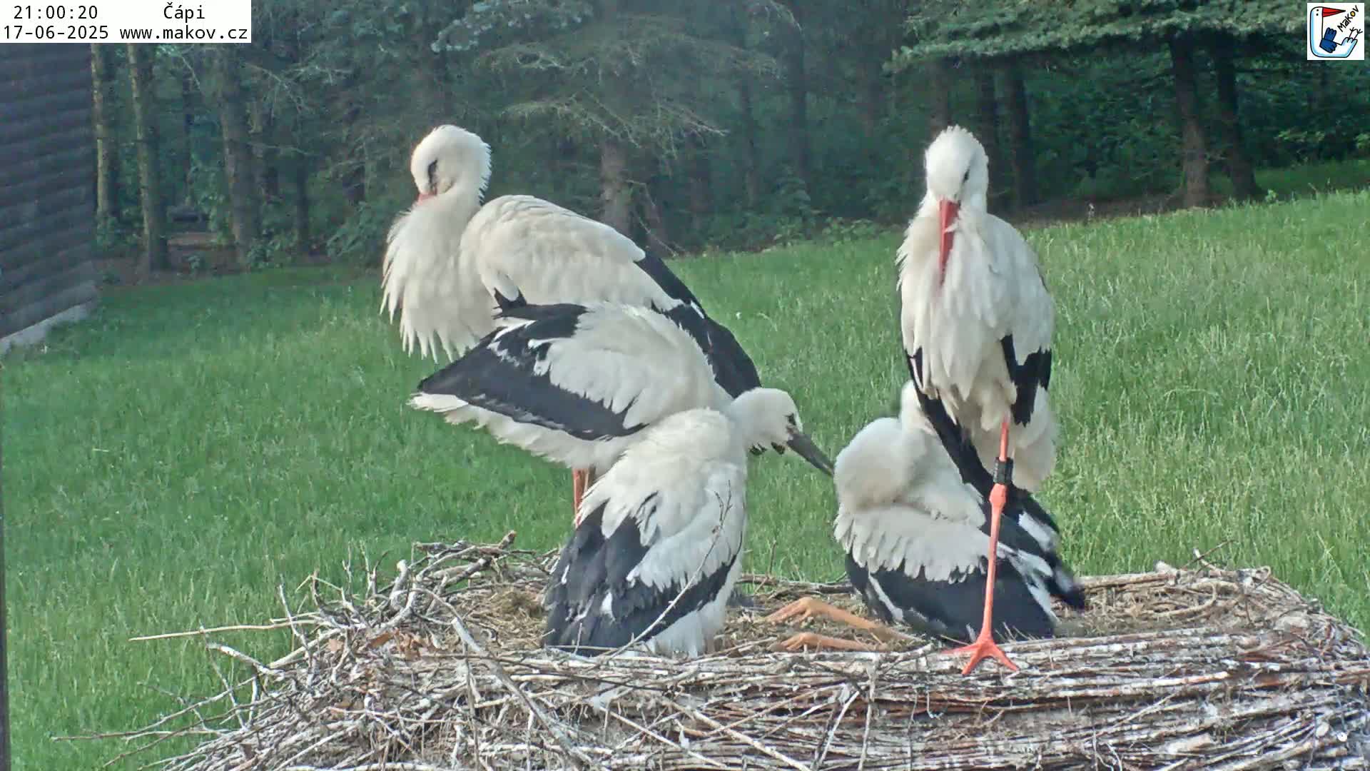 Four white storks with black wingtips are gathered in a large nest on a grassy lawn.