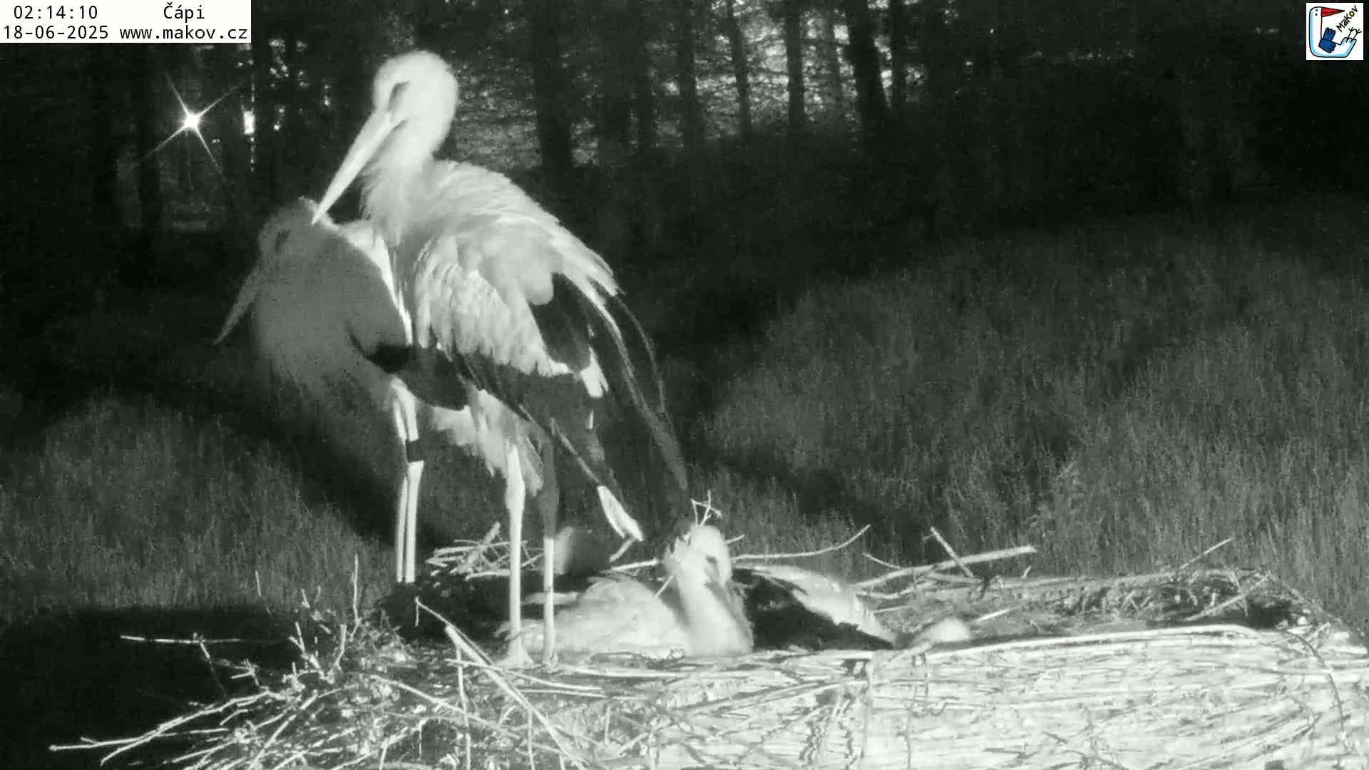 Pisek, Makov Animal Rescue Station Nest Live Cam - Cizova, Pisek, Juhočeský Kraj (South Bohemian), Czechia