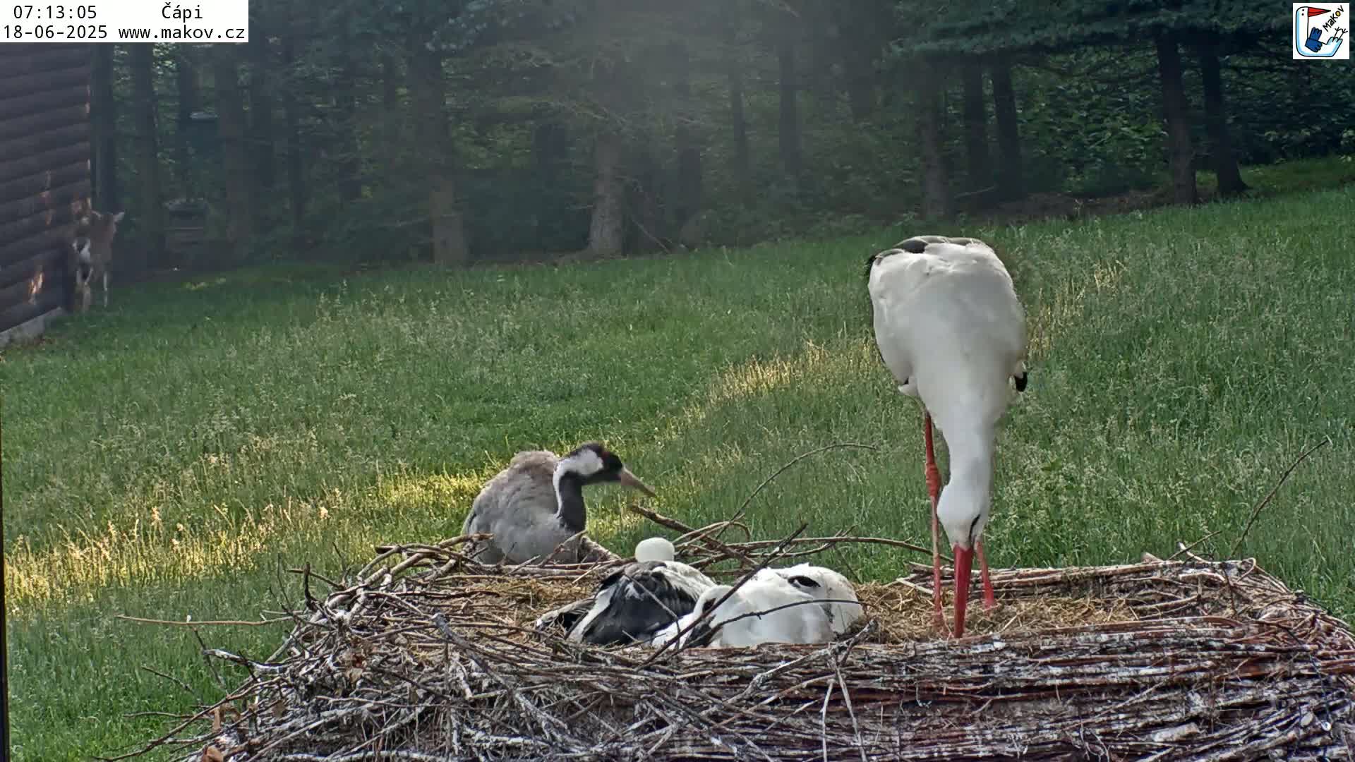 Pisek, Makov Animal Rescue Station Nest Live Cam - Cizova, Pisek, Juhočeský Kraj (South Bohemian), Czechia
