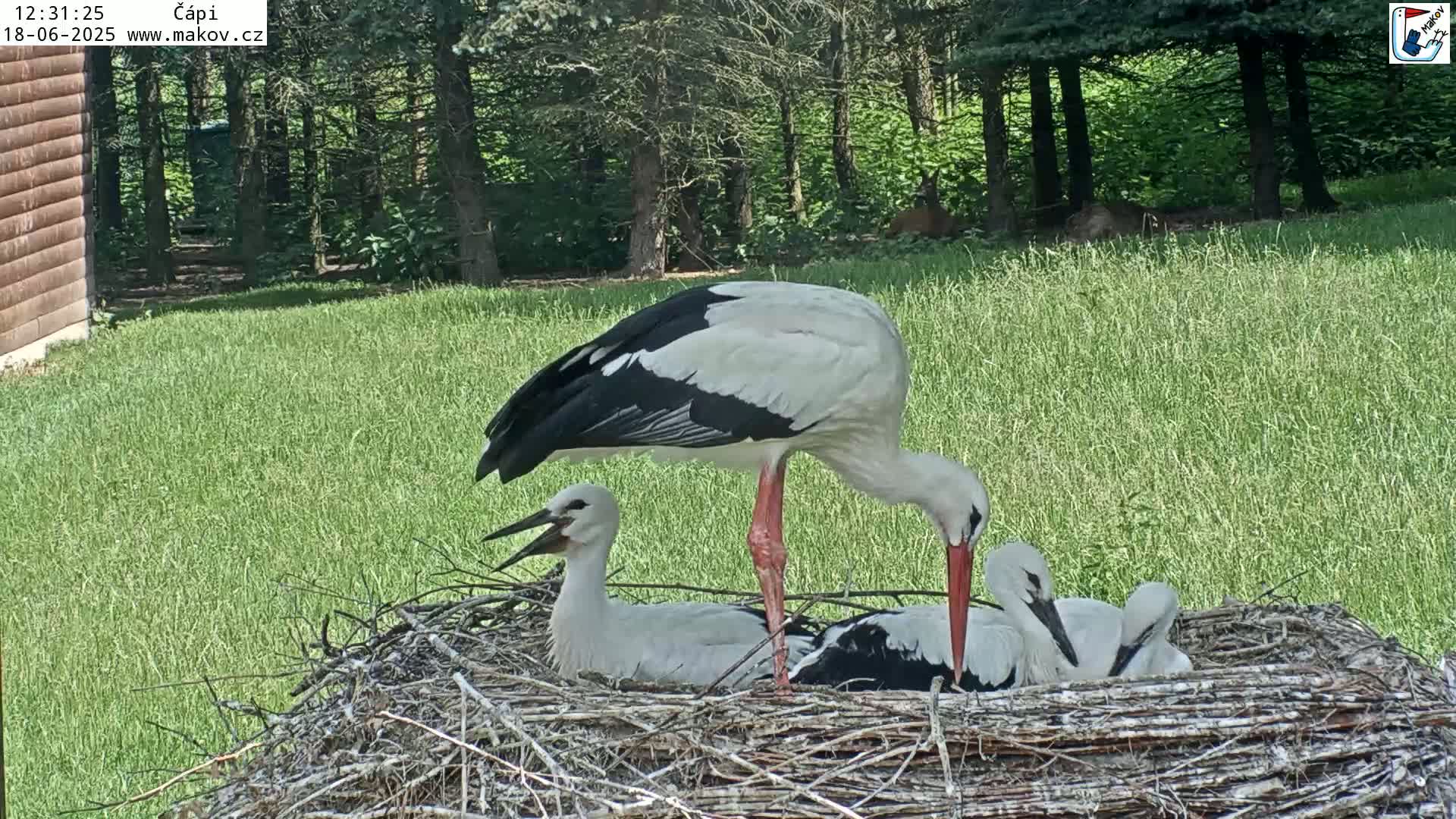 A white stork stands over two younger storks in a nest on a sunny day in a grassy area near trees.