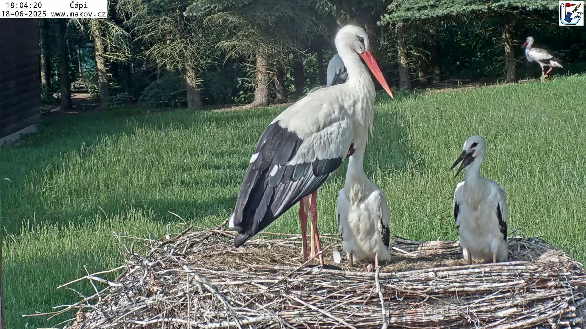 Two adult storks and two young storks are in a large nest in a grassy area on a sunny day.