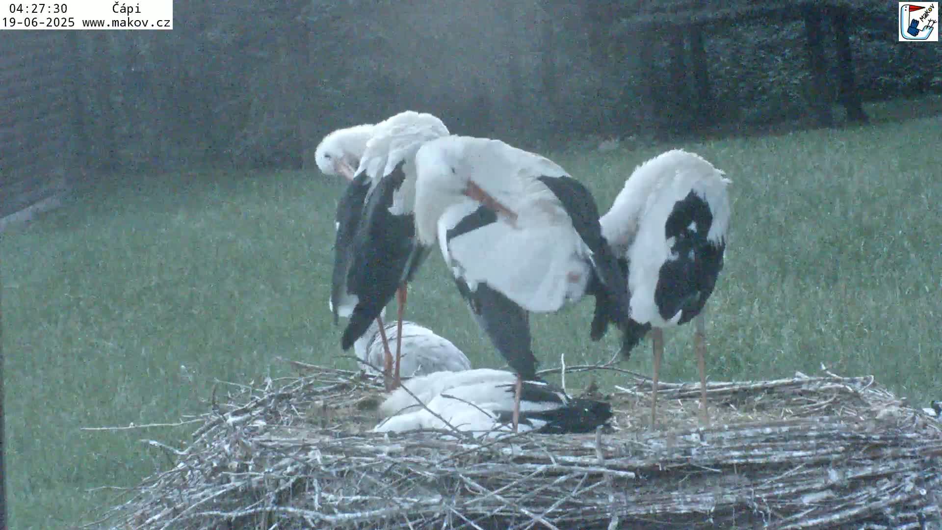 Pisek, Makov Animal Rescue Station Nest Live Cam - Cizova, Pisek, Juhočeský Kraj (South Bohemian), Czechia