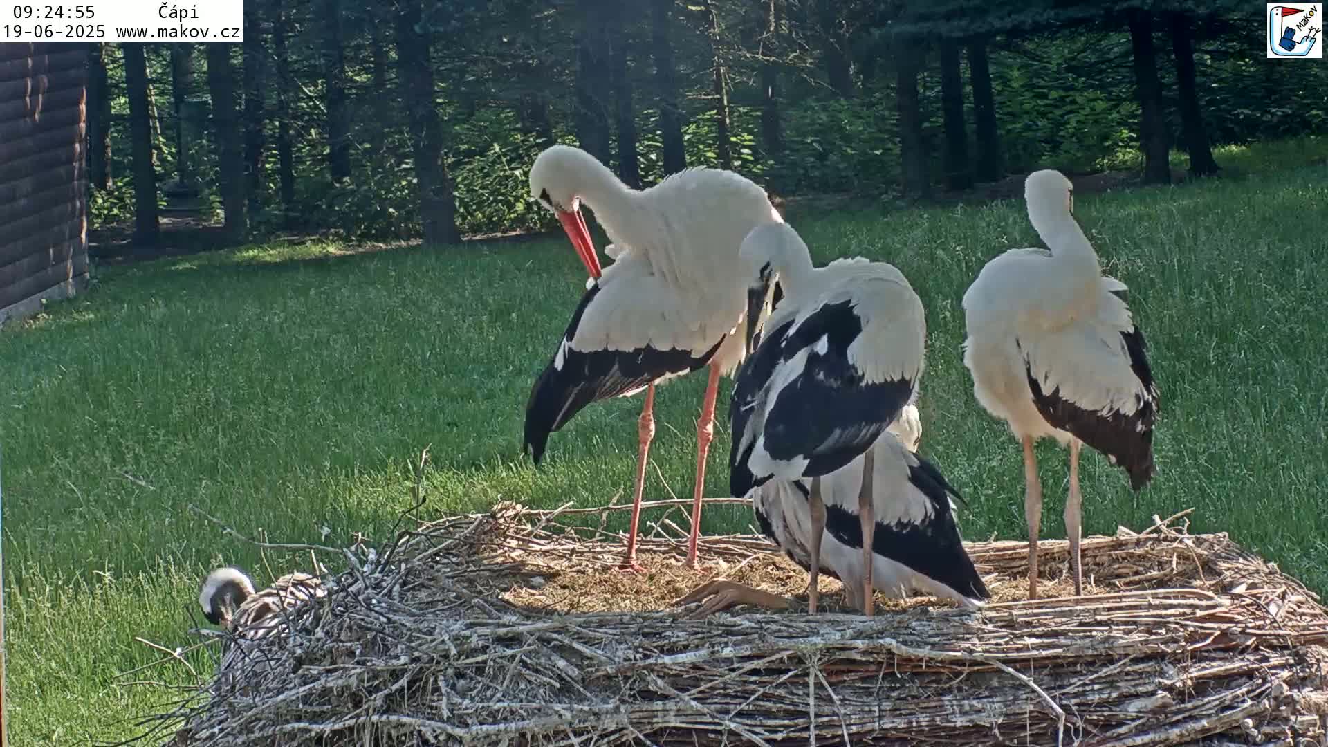 Three white storks with black wingtips stand in a large nest on a grassy area next to a wooded area in sunny conditions.