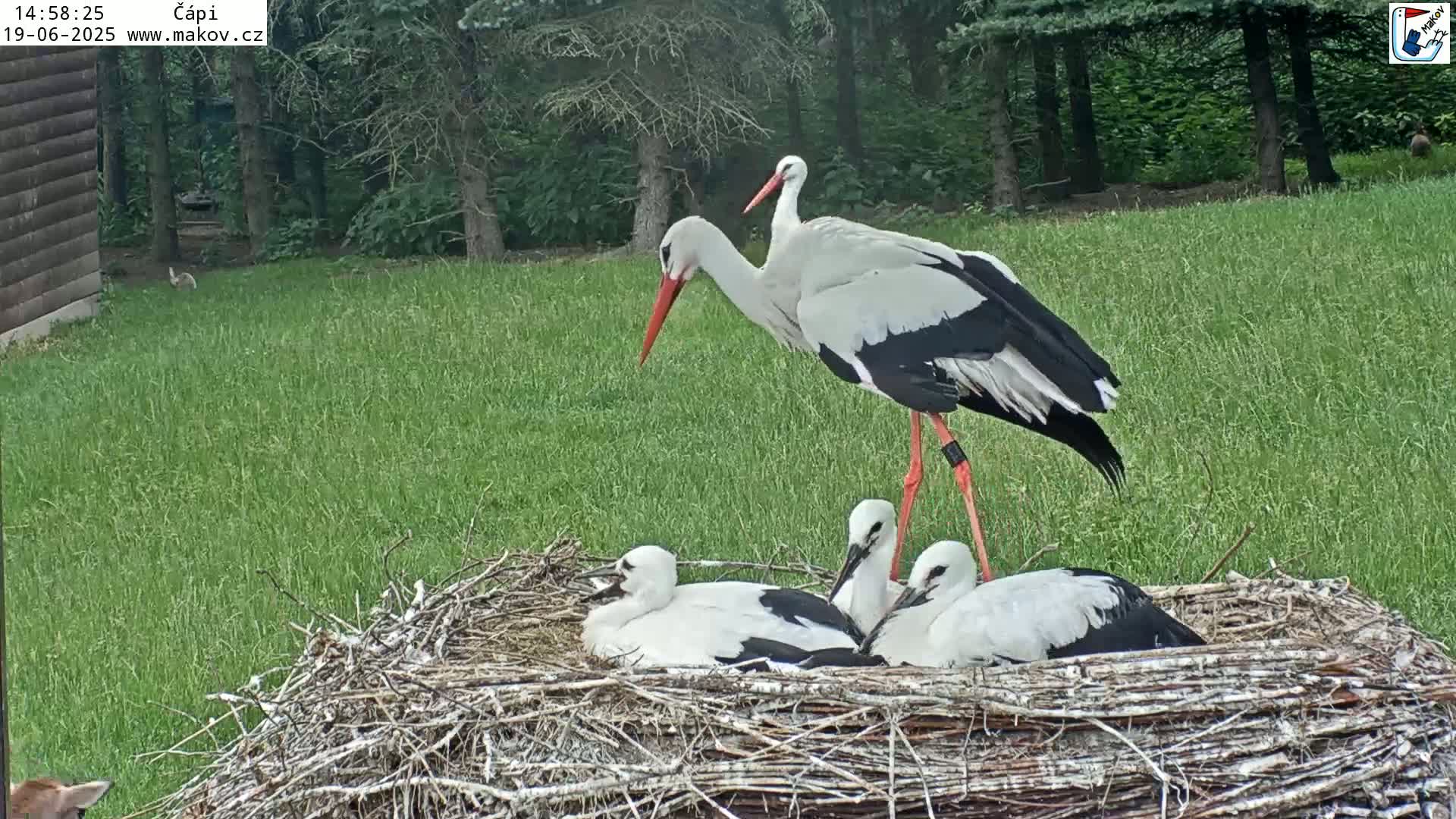 Two adult white storks stand over a nest containing three young storks in a grassy area next to a wooded area.