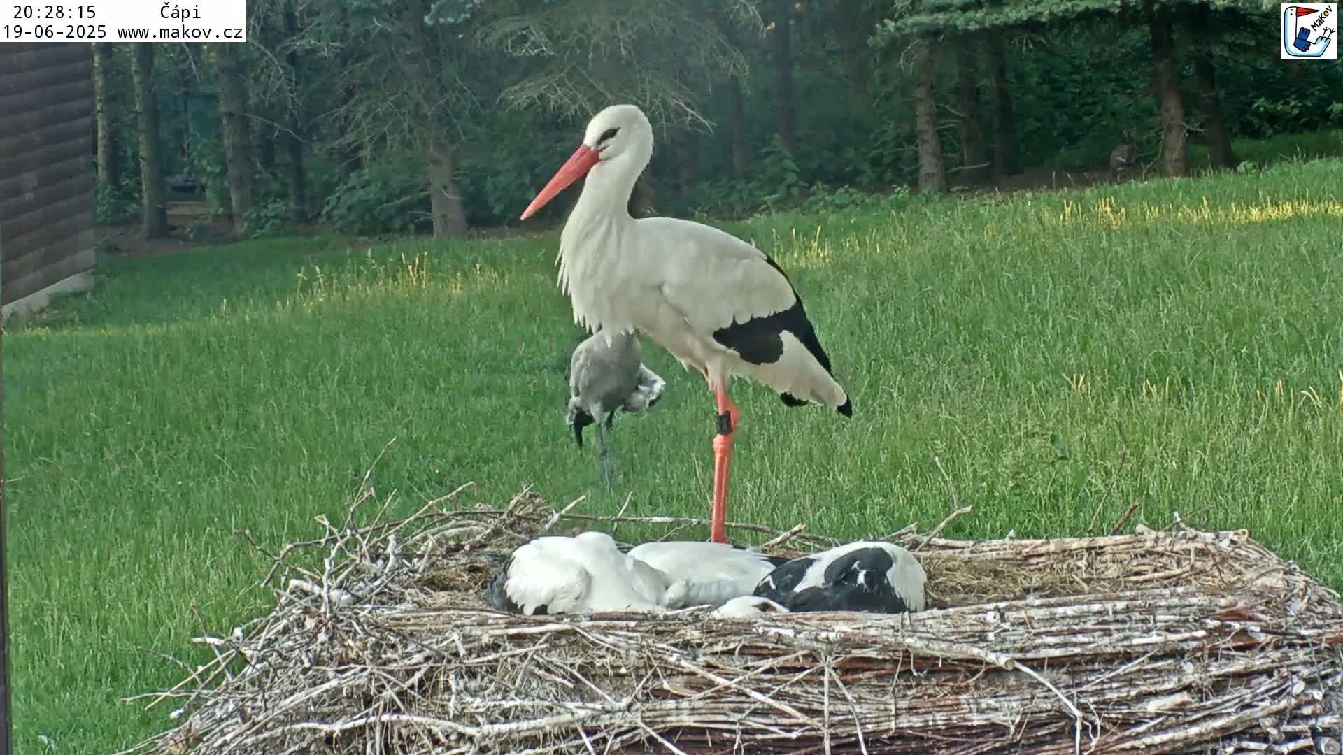 A white stork stands over a large nest containing several young storks in a grassy area.