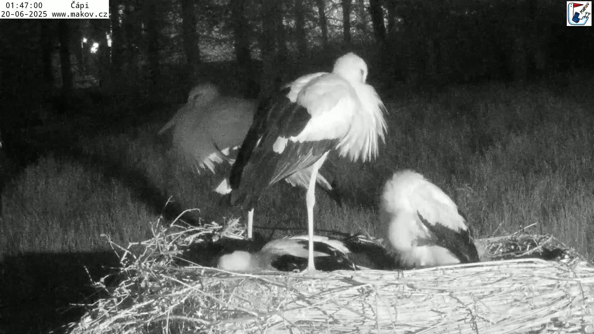 Pisek, Makov Animal Rescue Station Nest Live Cam - Cizova, Pisek, Juhočeský Kraj (South Bohemian), Czechia