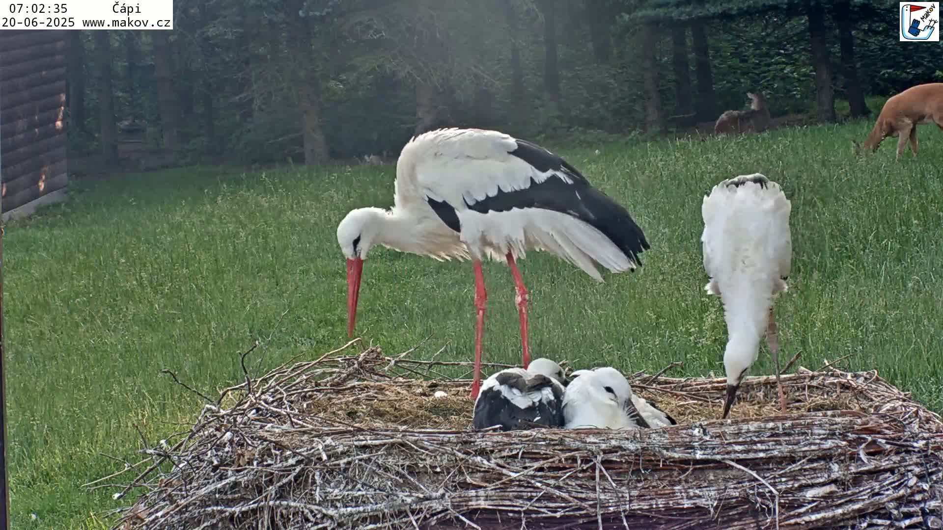 Pisek, Makov Animal Rescue Station Nest Live Cam - Cizova, Pisek, Juhočeský Kraj (South Bohemian), Czechia