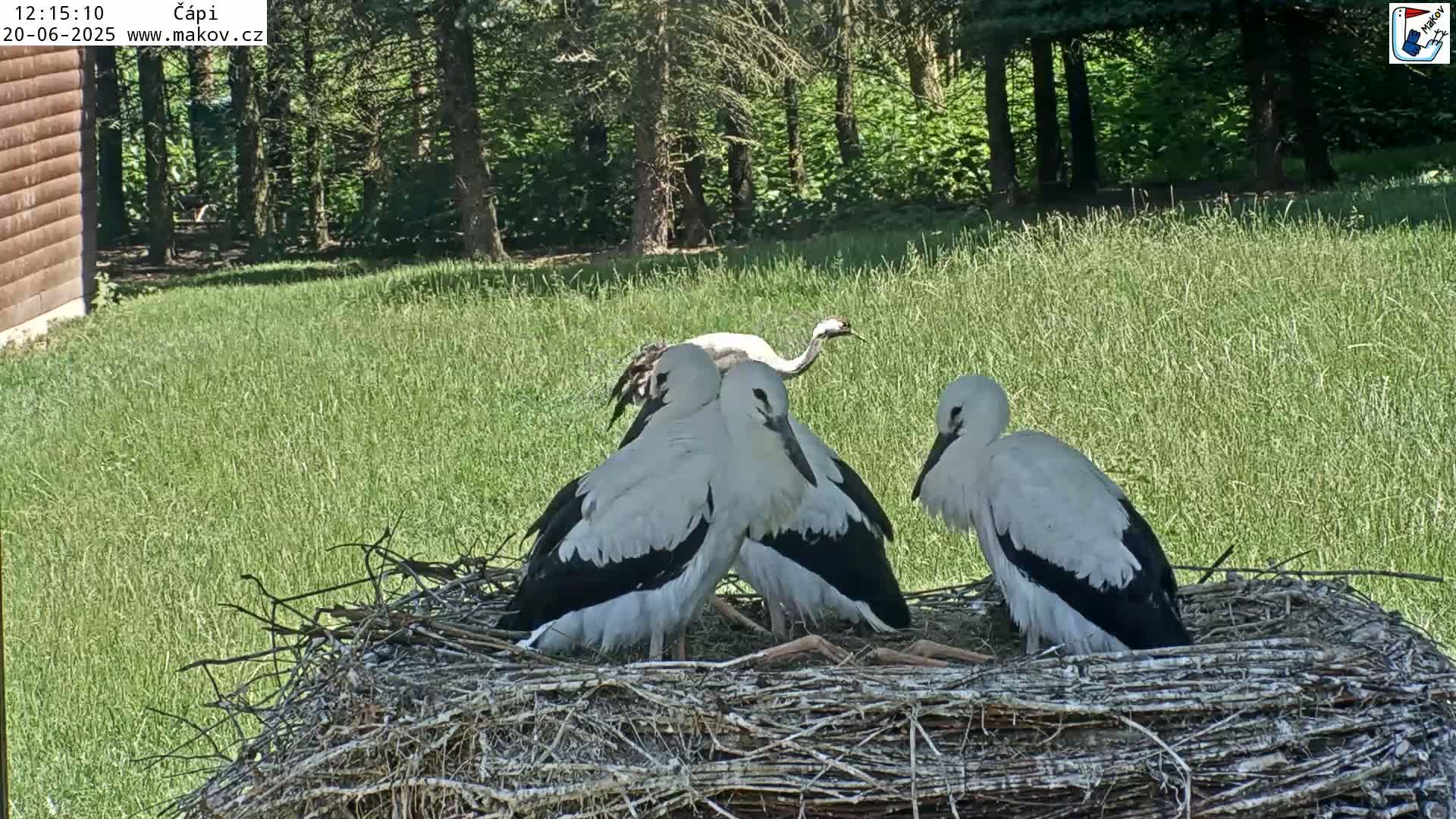 Three white storks with black wingtips sit in a large nest on a grassy area near a wooded area on a sunny day.