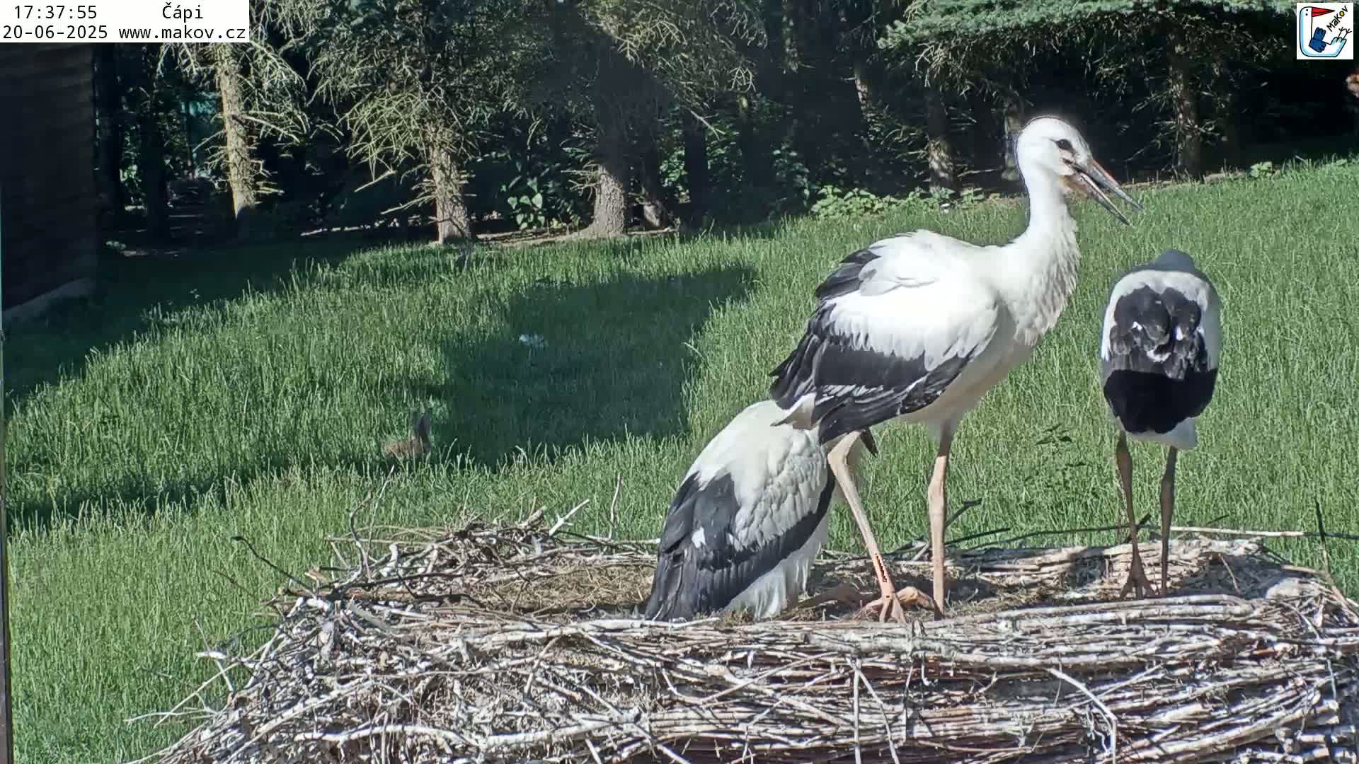 Three white storks stand near a large nest in a sunny grassy area bordered by trees.