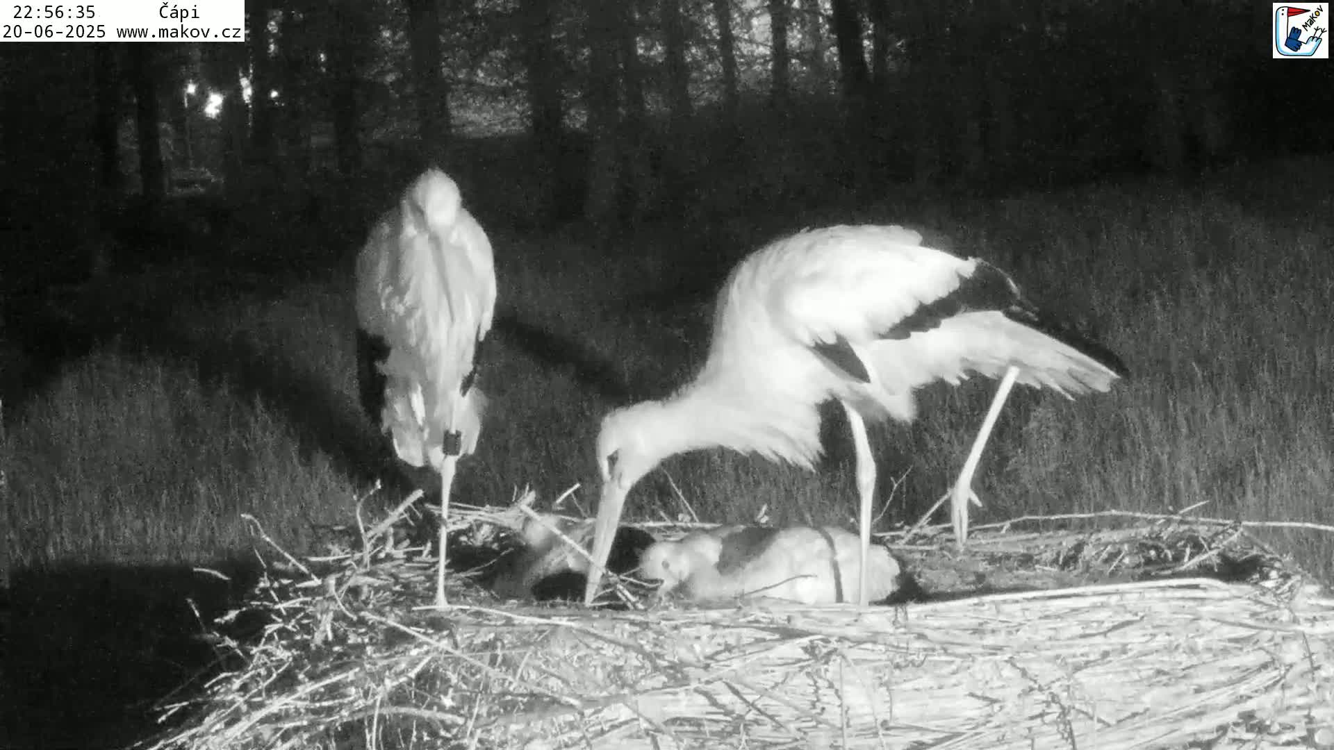 Pisek, Makov Animal Rescue Station Nest Live Cam - Cizova, Pisek, Juhočeský Kraj (South Bohemian), Czechia