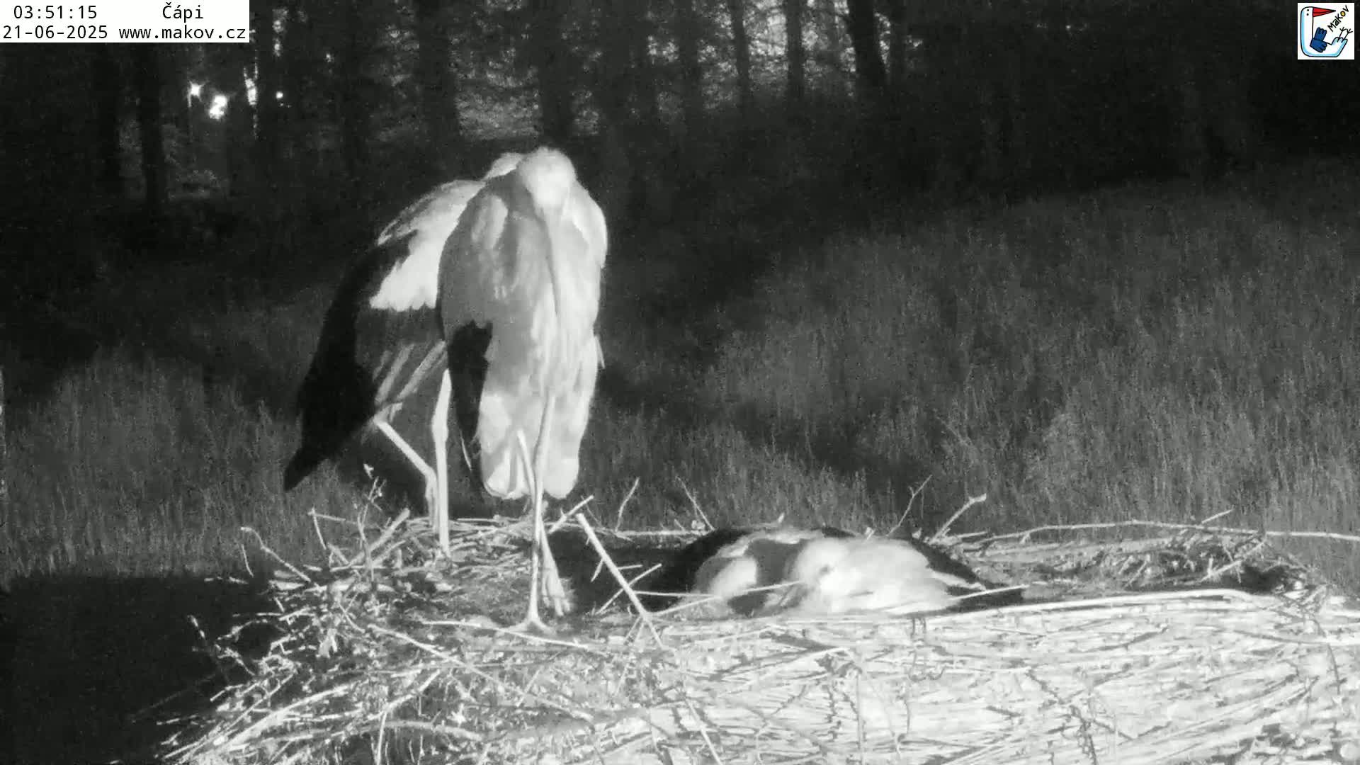 Pisek, Makov Animal Rescue Station Nest Live Cam - Cizova, Pisek, Juhočeský Kraj (South Bohemian), Czechia