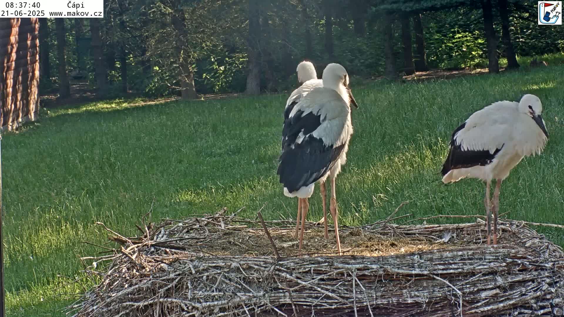 Pisek, Makov Animal Rescue Station Nest Live Cam - Cizova, Pisek, Juhočeský Kraj (South Bohemian), Czechia