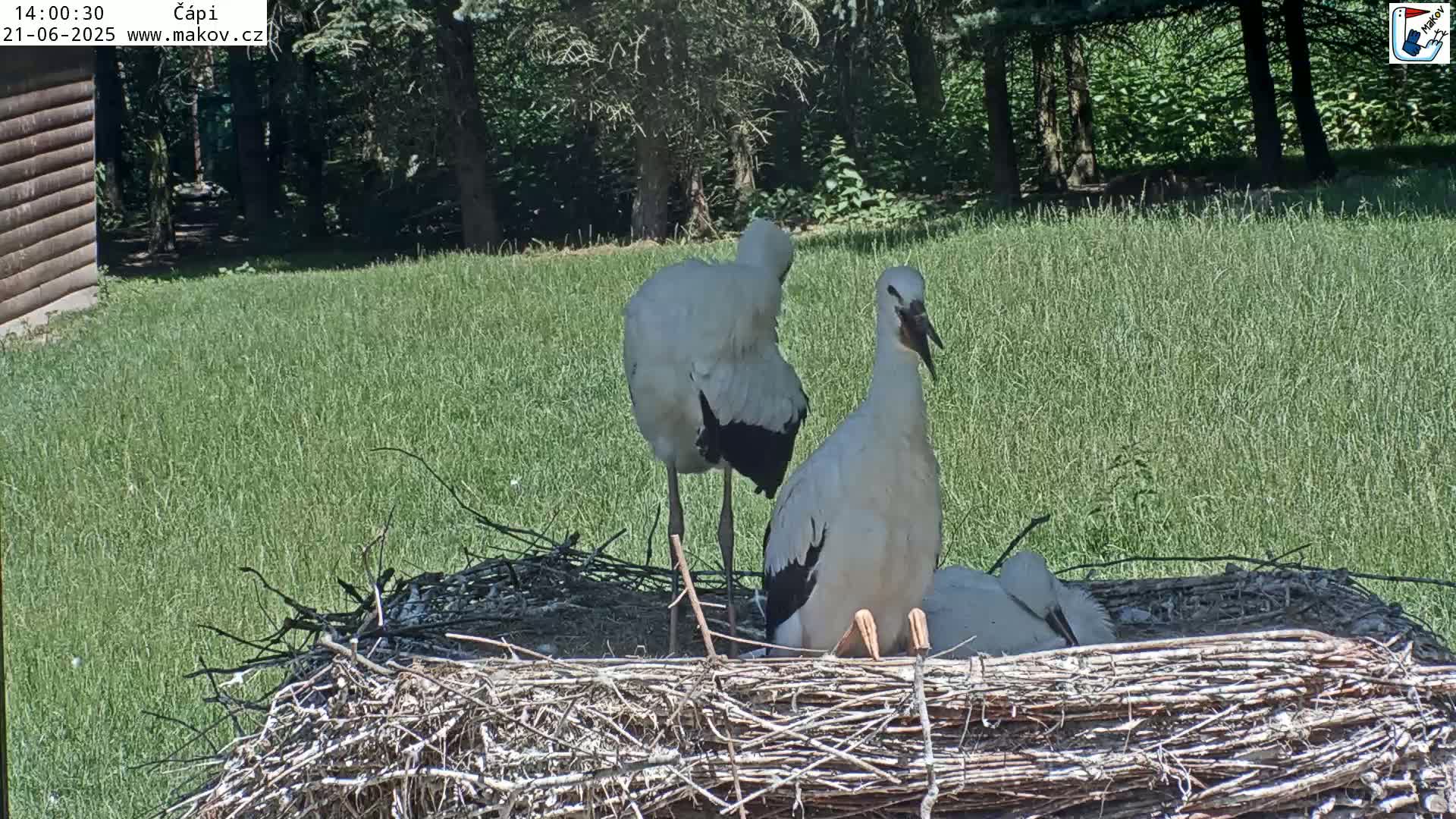 Two adult storks and several young storks are in a large nest on a grassy area next to a wooded area on a sunny day.