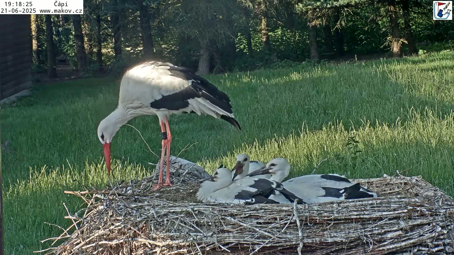 An adult white stork stands over a nest containing three young storks in a grassy area near a wooded area.