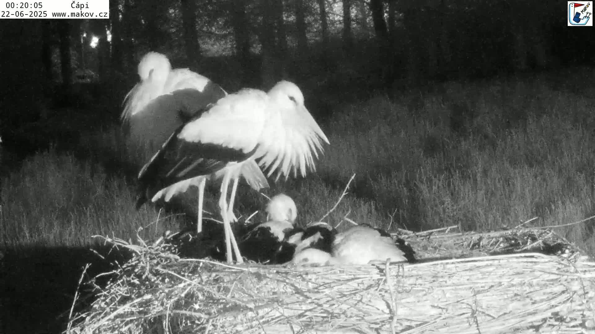 Pisek, Makov Animal Rescue Station Nest Live Cam - Cizova, Pisek, Juhočeský Kraj (South Bohemian), Czechia