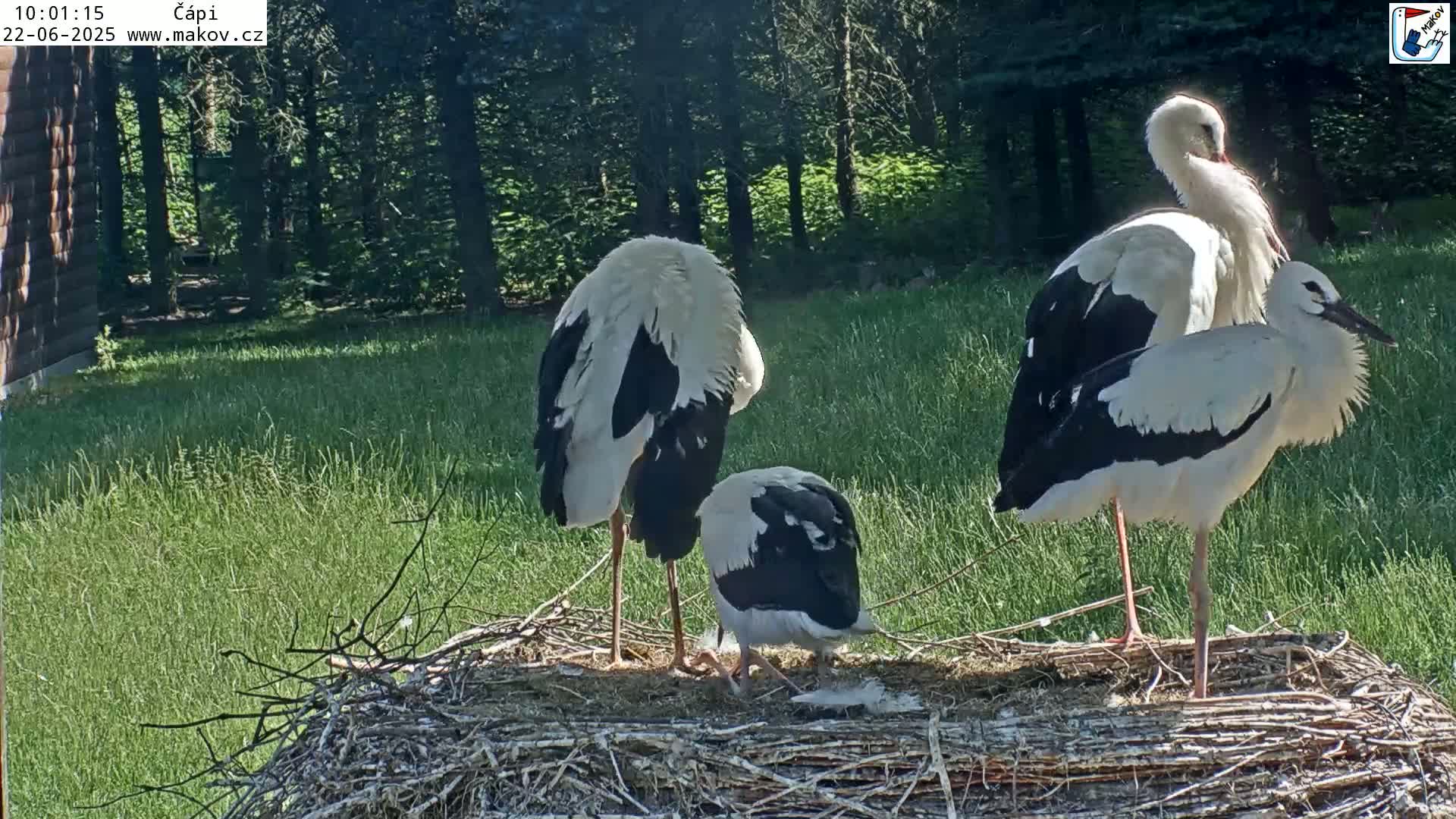 Three white storks, one of which is smaller, stand in a large nest in a sunny, grassy area beside a wooded backdrop.