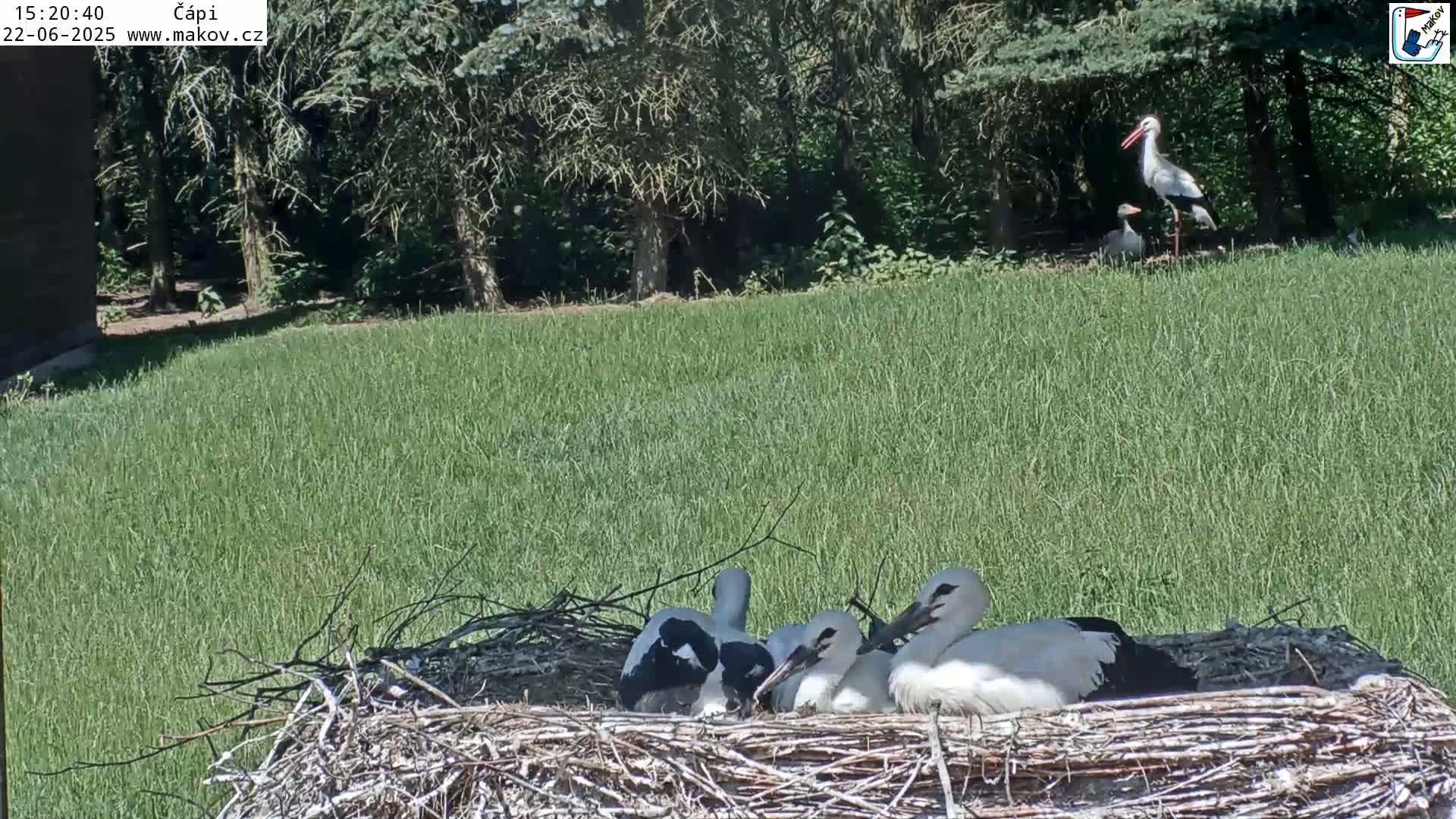 Several young white storks are huddled together in a large nest situated in a grassy field near a wooded area on a sunny day.