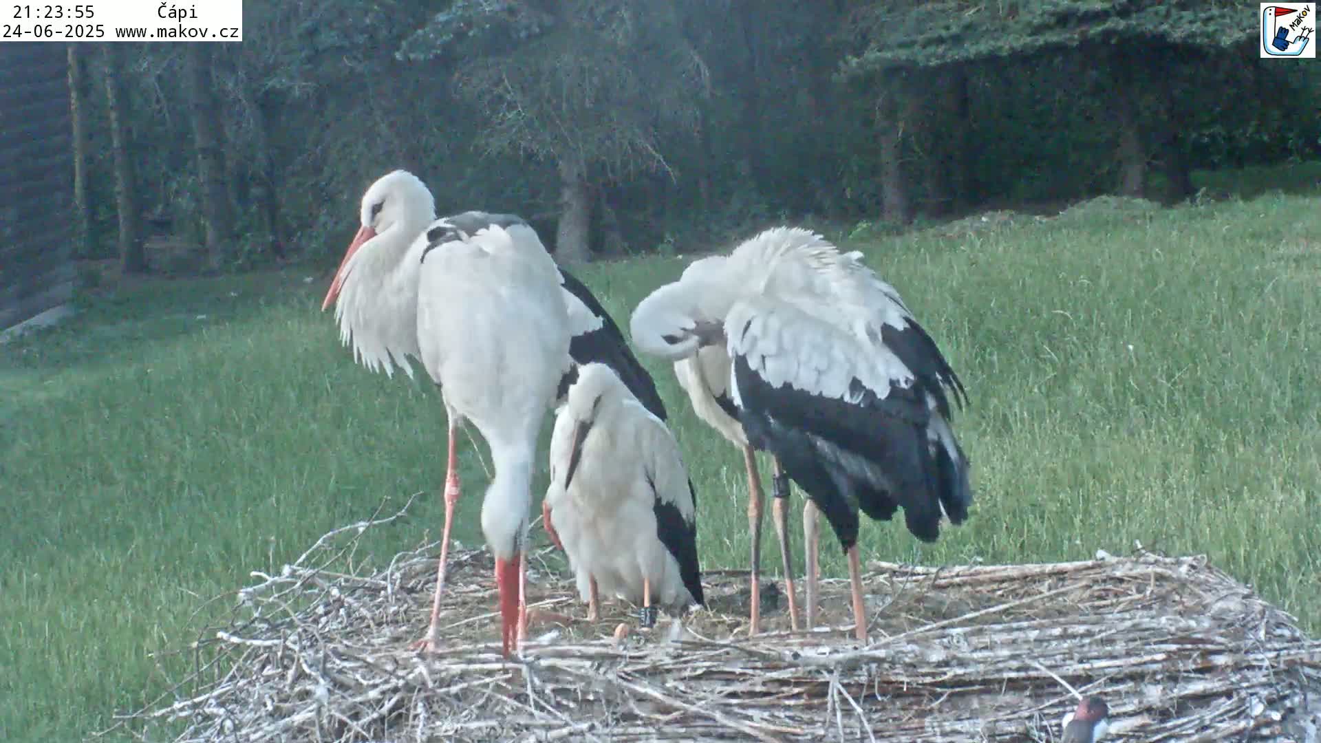 Three white storks stand in a large nest on a grassy area near trees in what appears to be evening light.
