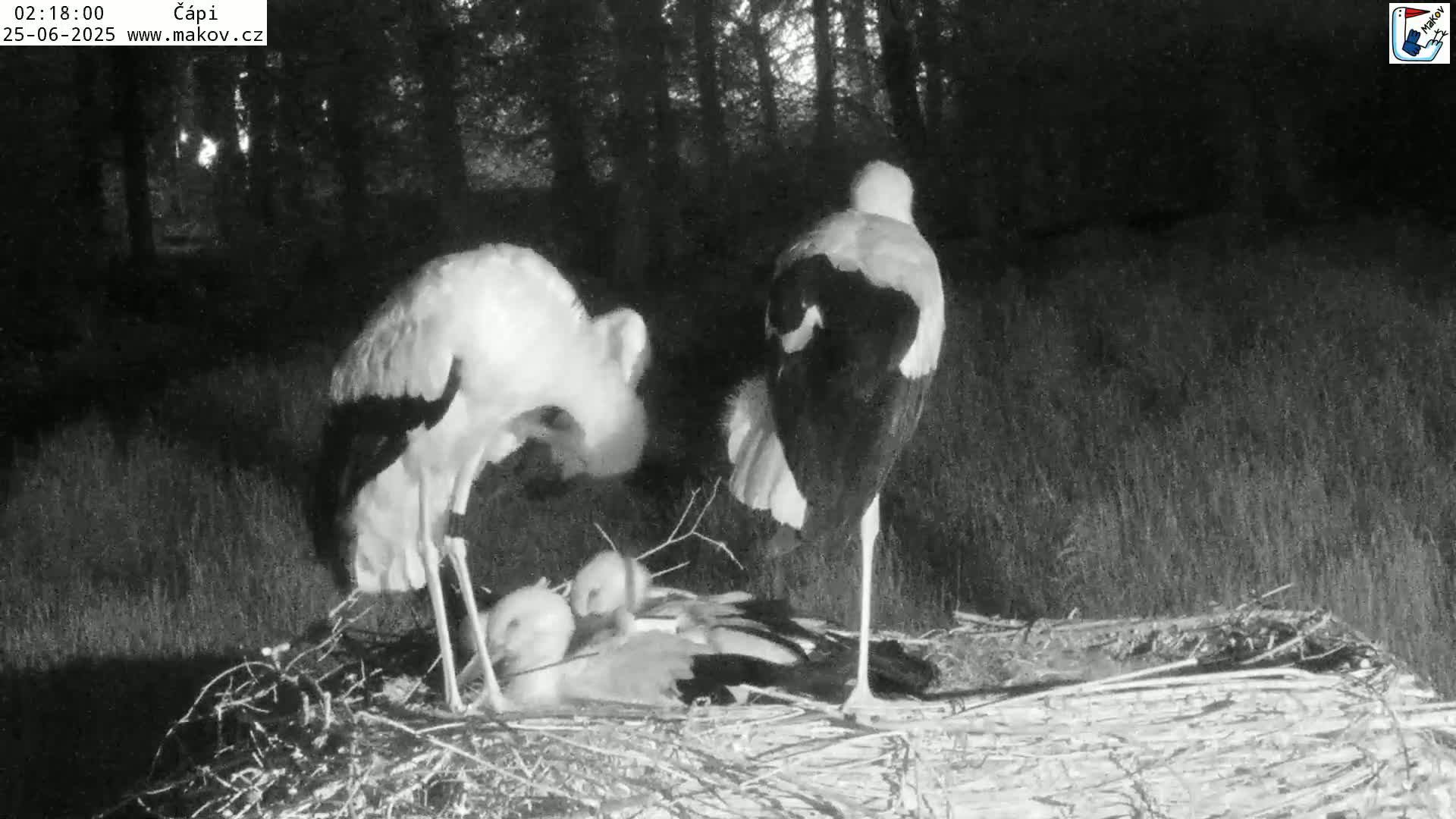 Pisek, Makov Animal Rescue Station Nest Live Cam - Cizova, Pisek, Juhočeský Kraj (South Bohemian), Czechia