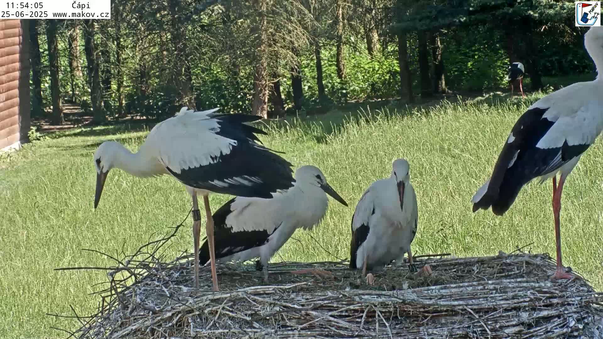 Pisek, Makov Animal Rescue Station Nest Live Cam - Cizova, Pisek, Juhočeský Kraj (South Bohemian), Czechia