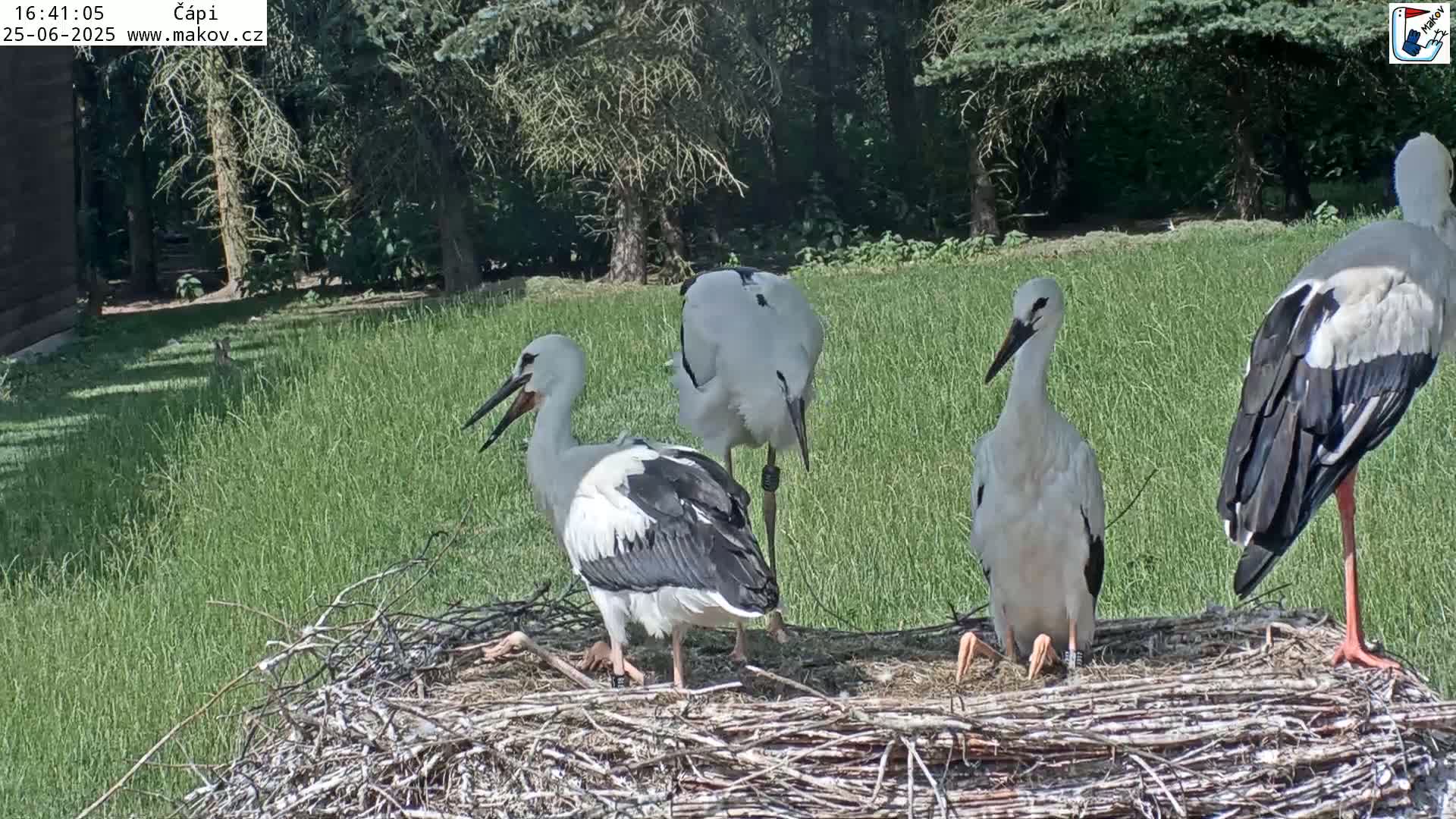 Pisek, Makov Animal Rescue Station Nest Live Cam - Cizova, Pisek, Juhočeský Kraj (South Bohemian), Czechia