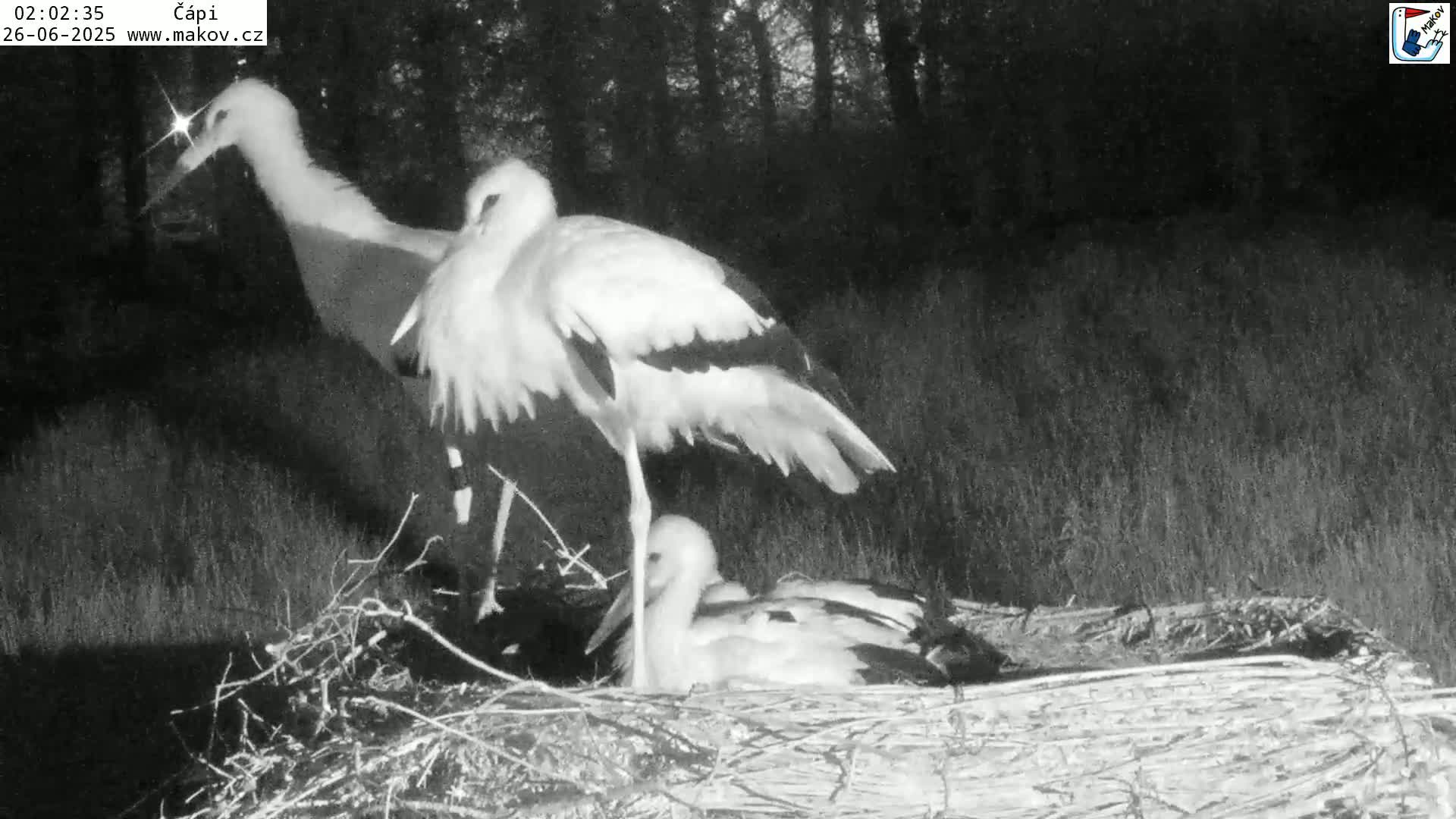 Pisek, Makov Animal Rescue Station Nest Live Cam - Cizova, Pisek, Juhočeský Kraj (South Bohemian), Czechia